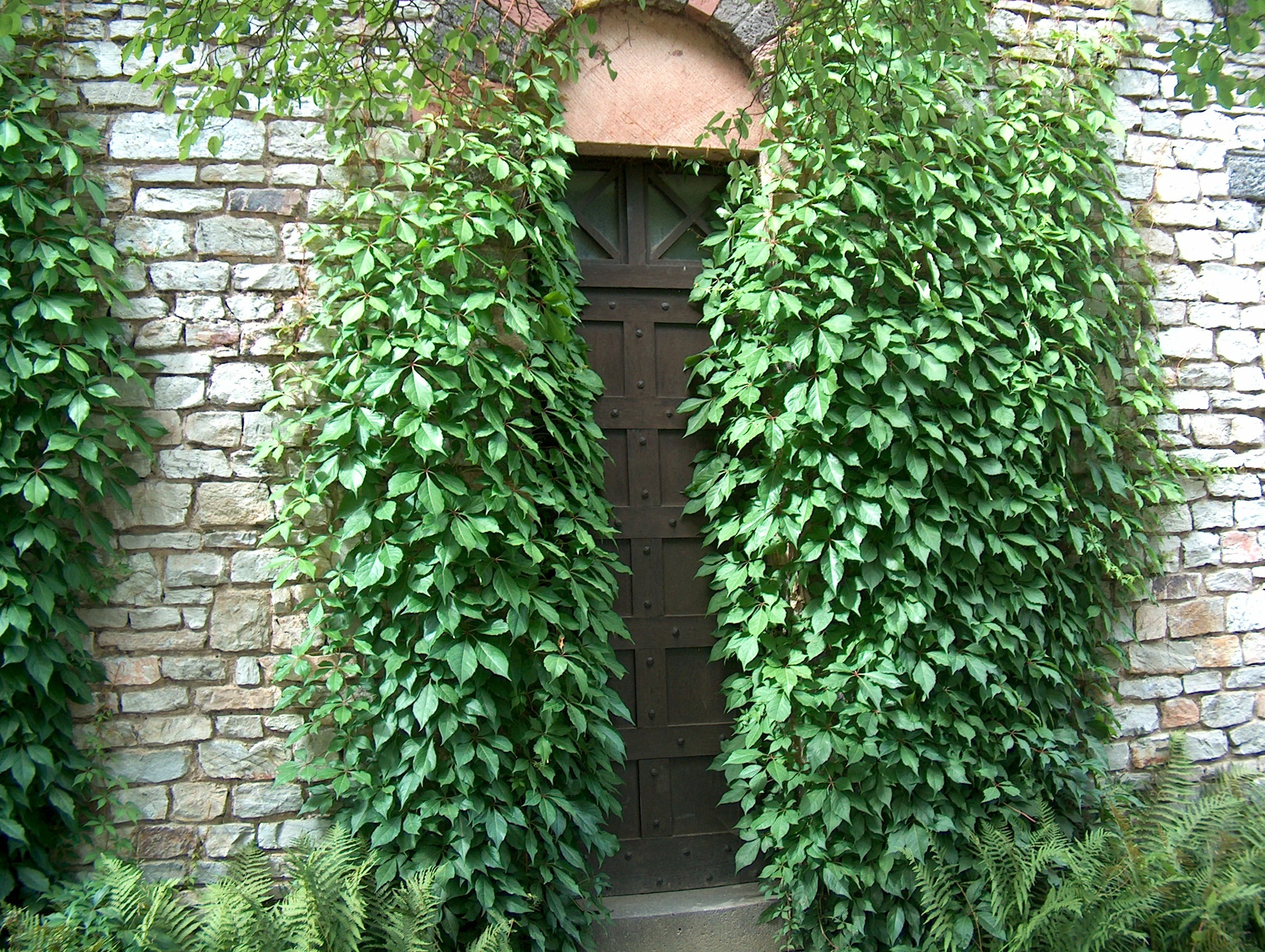 goal, building exterior, plant part, no people, nature, tree, 1080P, wall - building feature, leaf, ivy, house, input, outdoors, door, mysterious, wall, HD Wallpaper
