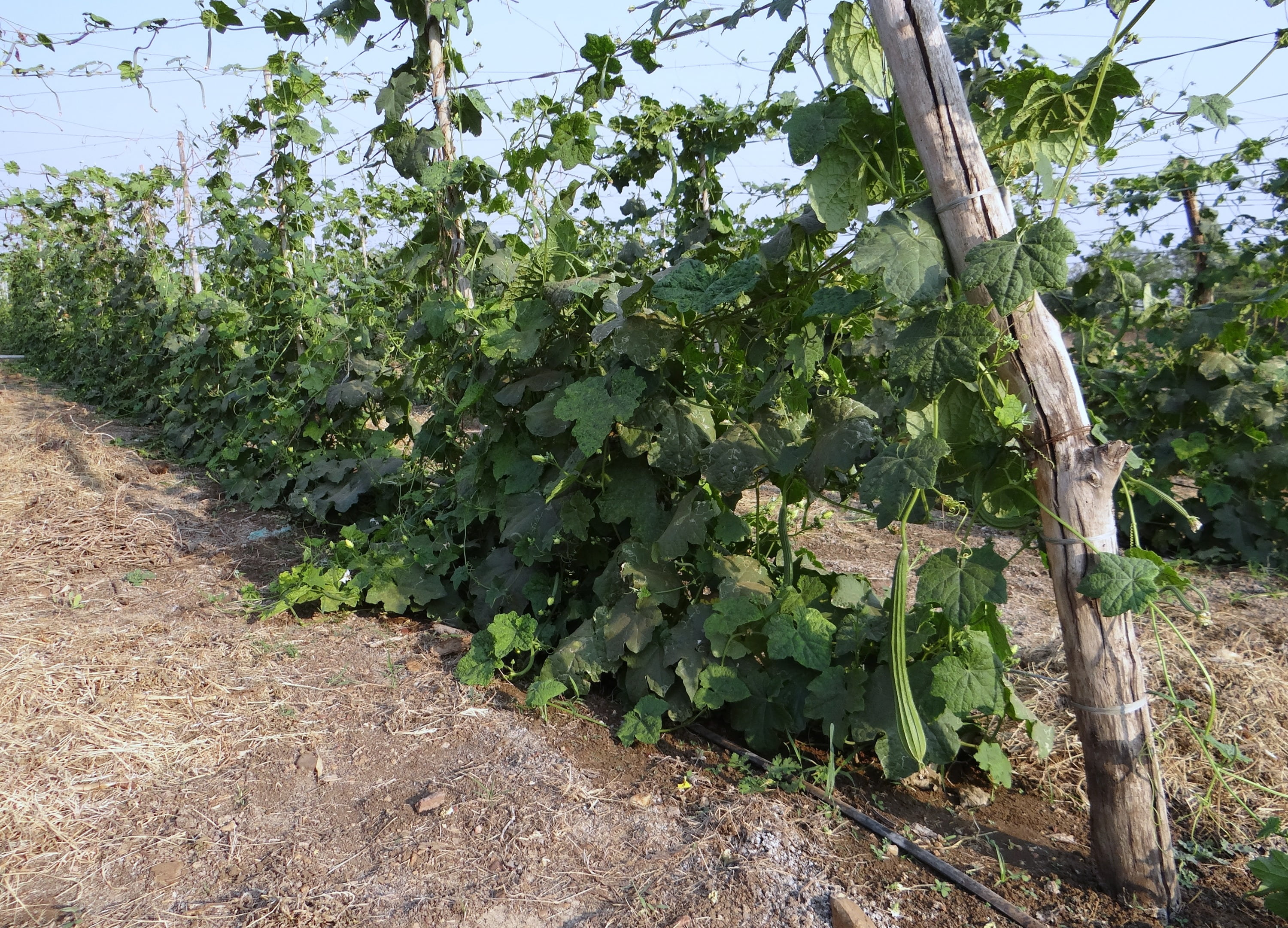 green color, day, ridge gourd, winemaking, vegetable, tree, food, plantation, field, climber, growth, landscape, outdoors, beauty in nature, food and drink, HD Wallpaper