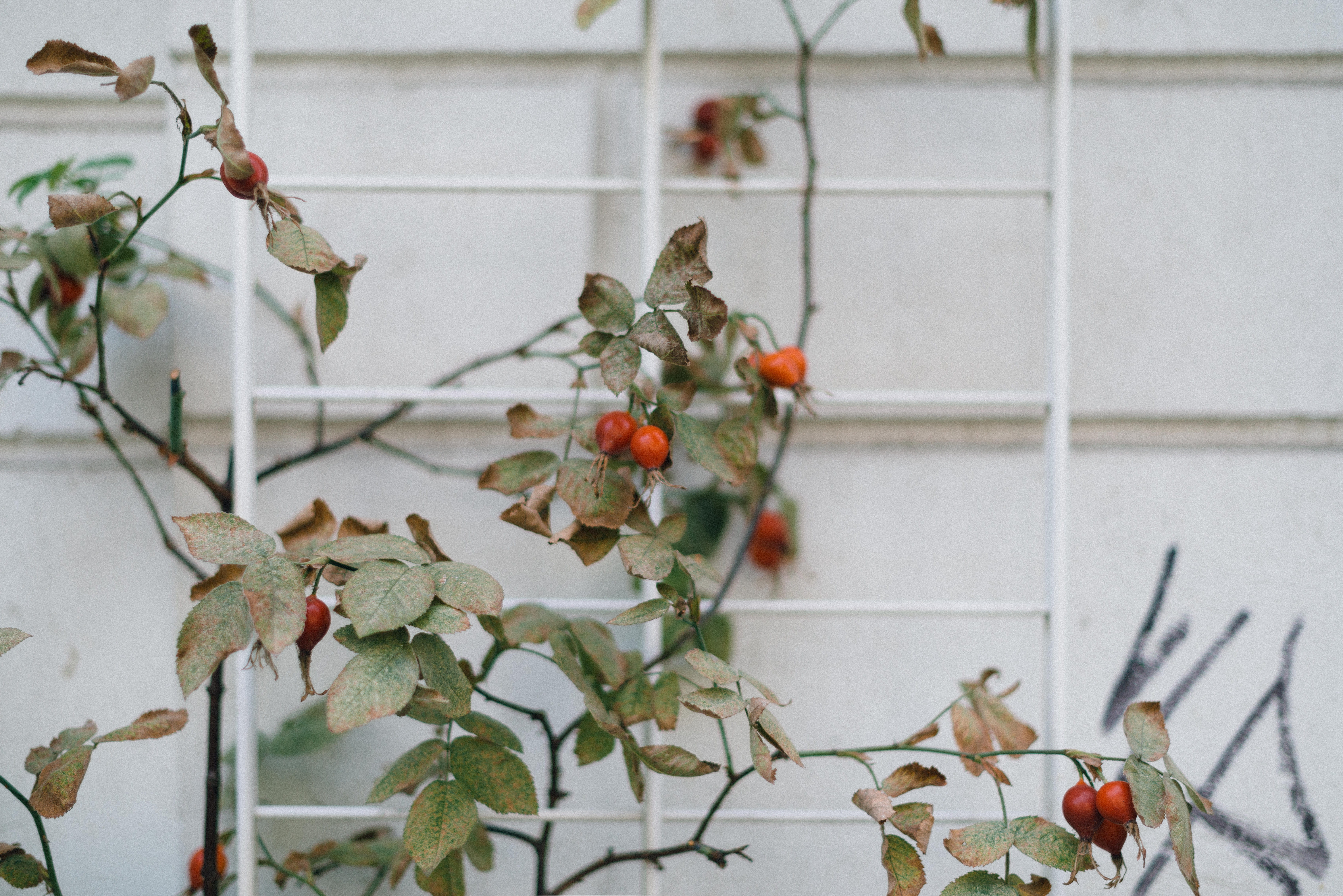 healthy eating, fruit, growth, berry fruit, green, wall, rose, berry, close-up, leaf, day, no people, fruits, food, bud, plant part, wellbeing, nature, HD Wallpaper