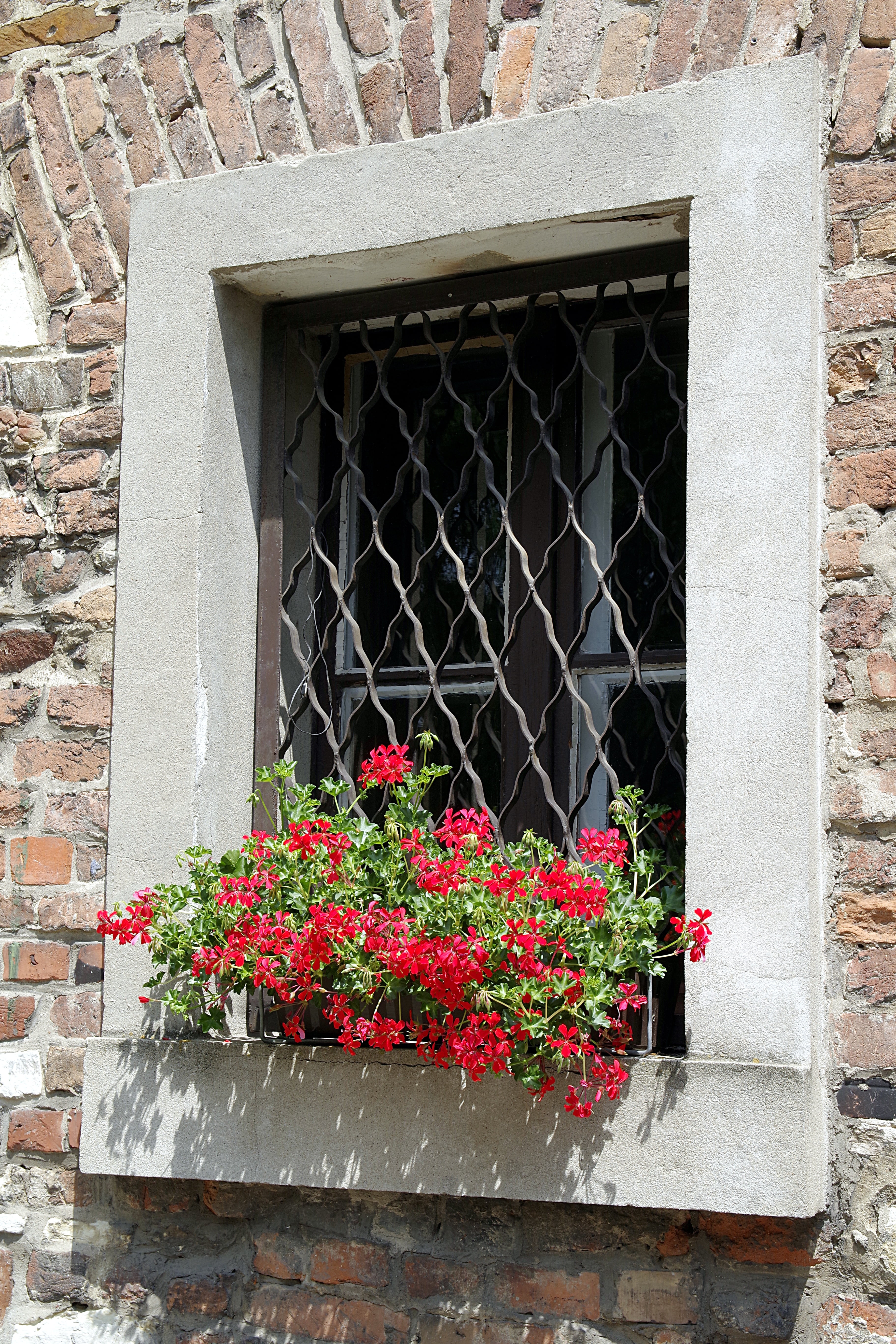 wall - building feature, fragility, lake dusia, flower pot, window, flowering plant, plant, day, old, safety, outdoors, kamienica, red, flowers, flower, Phone HD Wallpaper