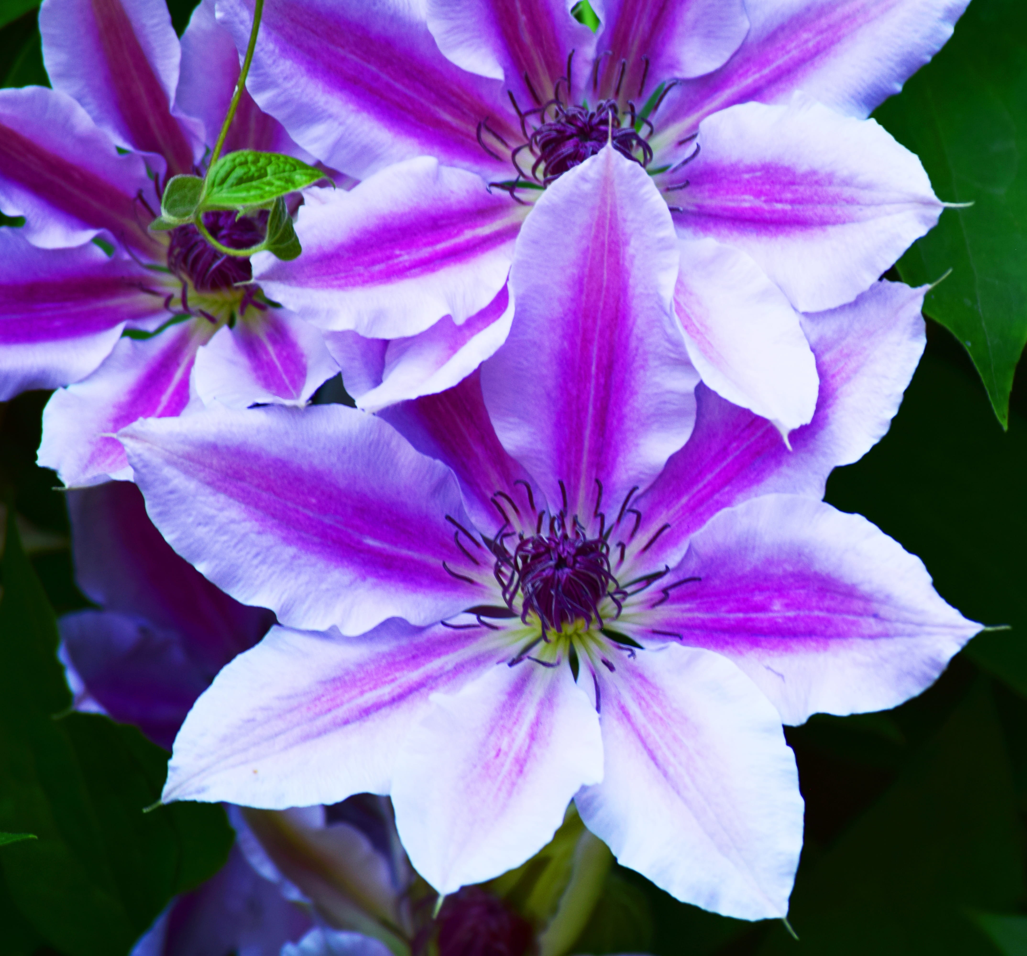 nature, petal, bloom, pink color, blossom, no people, pollen, garden plant, creeper, garden, blue, climber plant, flowering plant, flower, day, fragility, HD Wallpaper