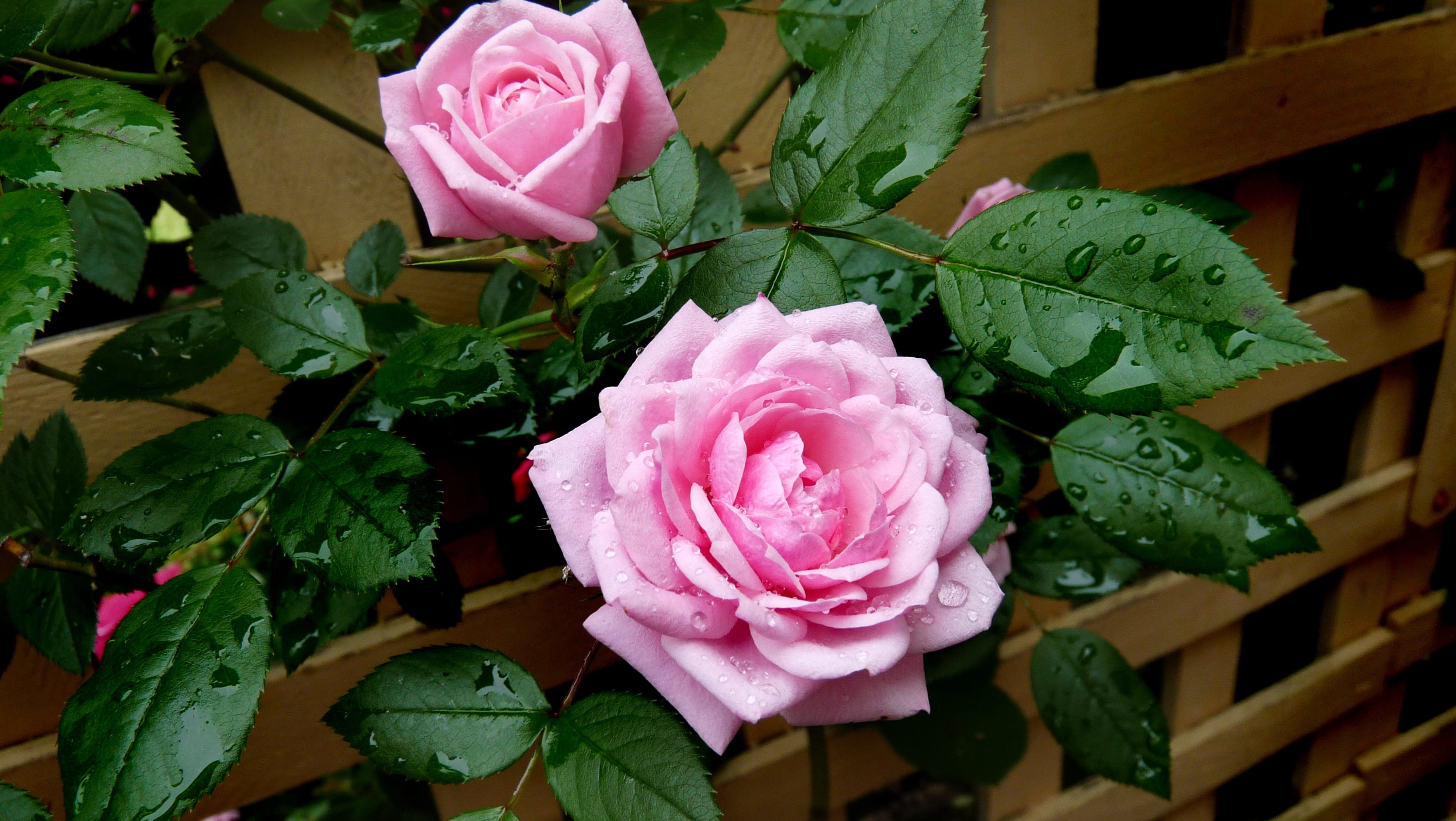 two, rain drops, plant part, flowering plant, pink color, beauty in nature, nature, flower head, green color, inflorescence, rose - flower, roses, pink, HD Wallpaper