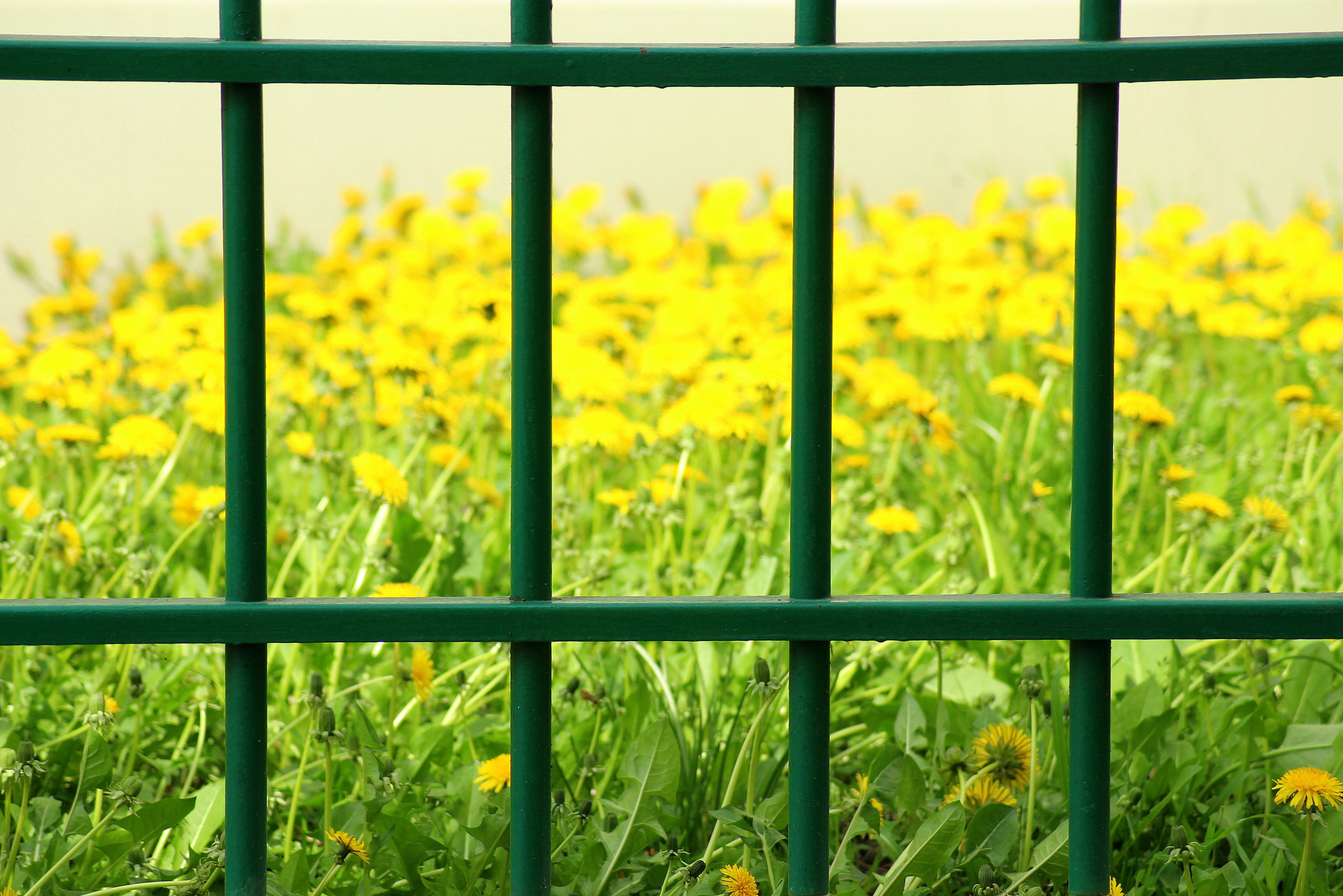 flowering plant, flower, 4K, fencing, fence, field, outdoors, nature, barrier, fragility, growth, land, freshness, trellis, dandelion, plant, flowerbed, HD Wallpaper