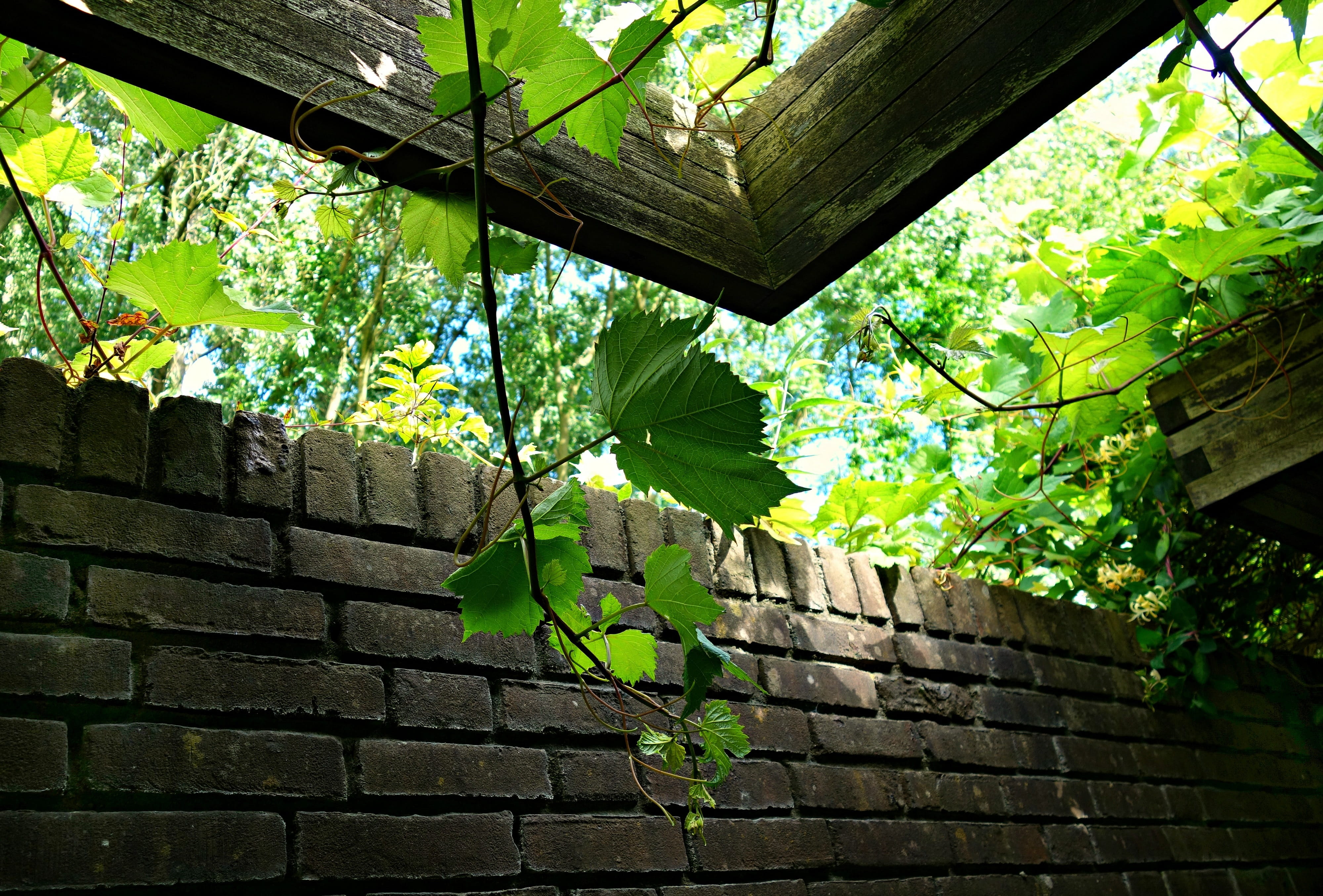 trellis, ivy, low angle view, pergola, no people, plant, climber, decoration, summer, nature, built structure, vine, twining, tree, brick, wall, day, 4K, HD Wallpaper