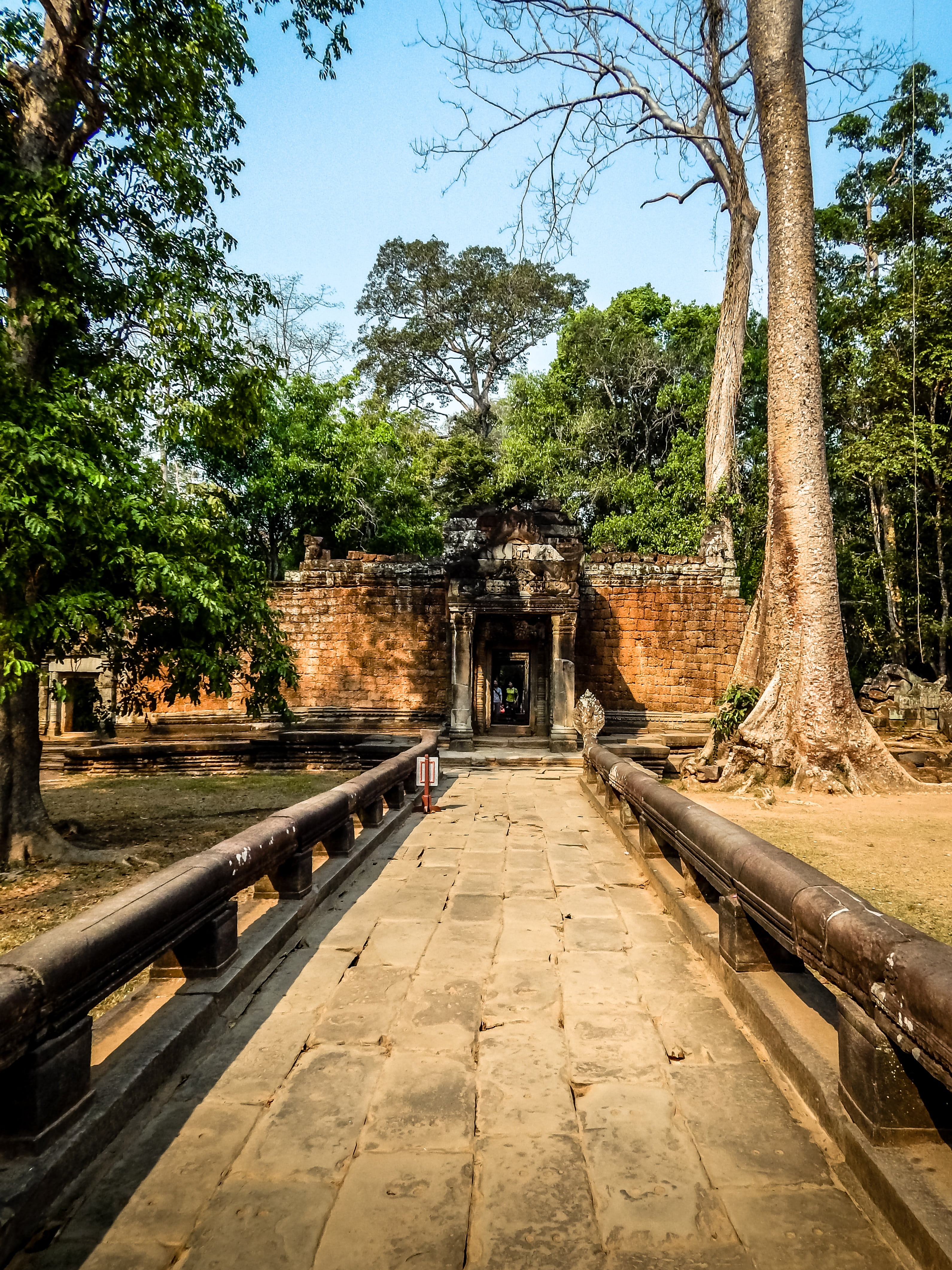 ancient, plant, siem, belief, nature, taprohm, cambodia, direction, hindu, hinduism, architecture, travel destinations, travel, building, day, civilization, Phone HD Wallpaper