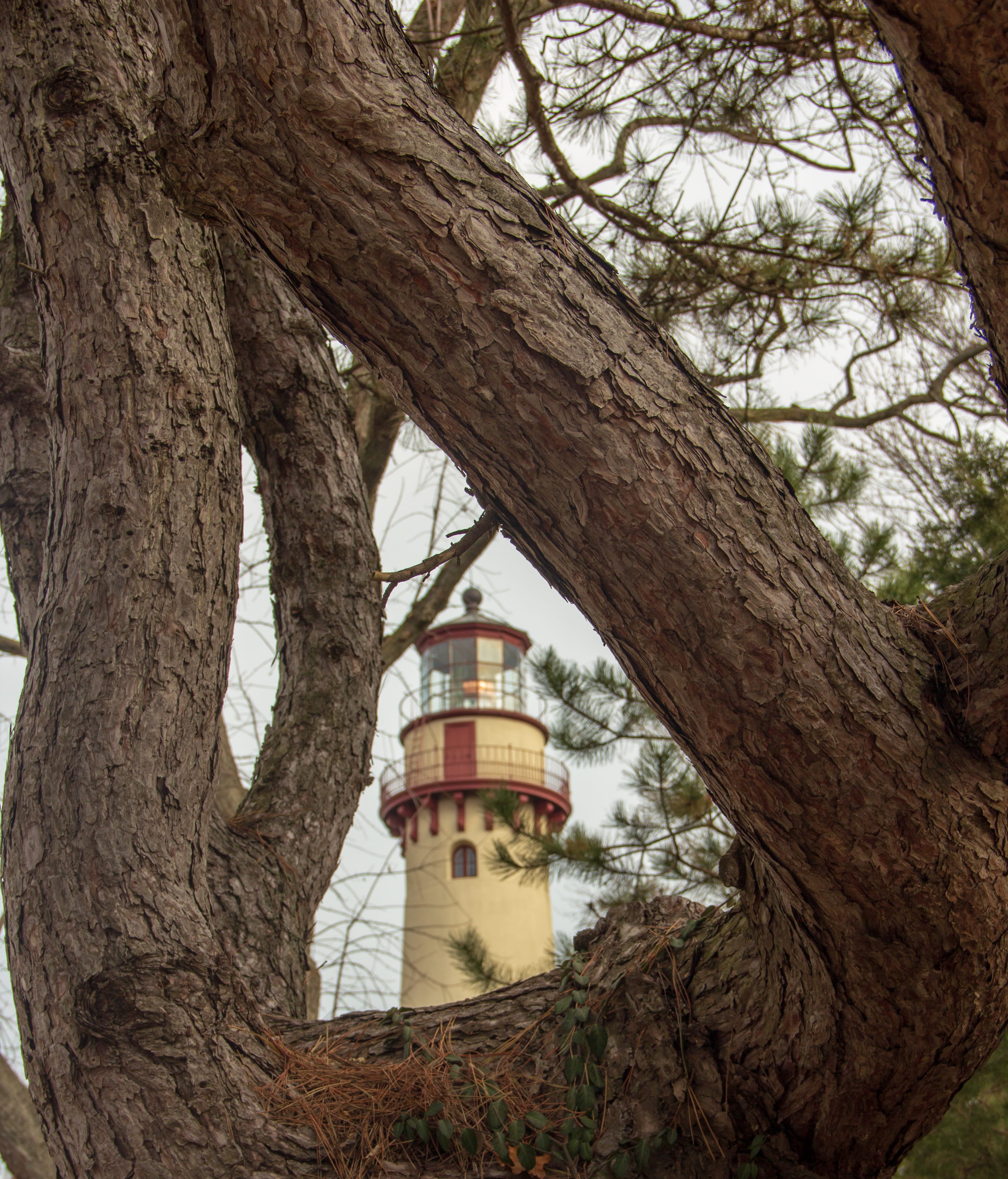 building exterior, 4K, tower, tree, bell tower, redwood, built structure, bare tree, beacon, guidance, plant, safety, conifer, path, flower, tree trunk, Phone HD Wallpaper