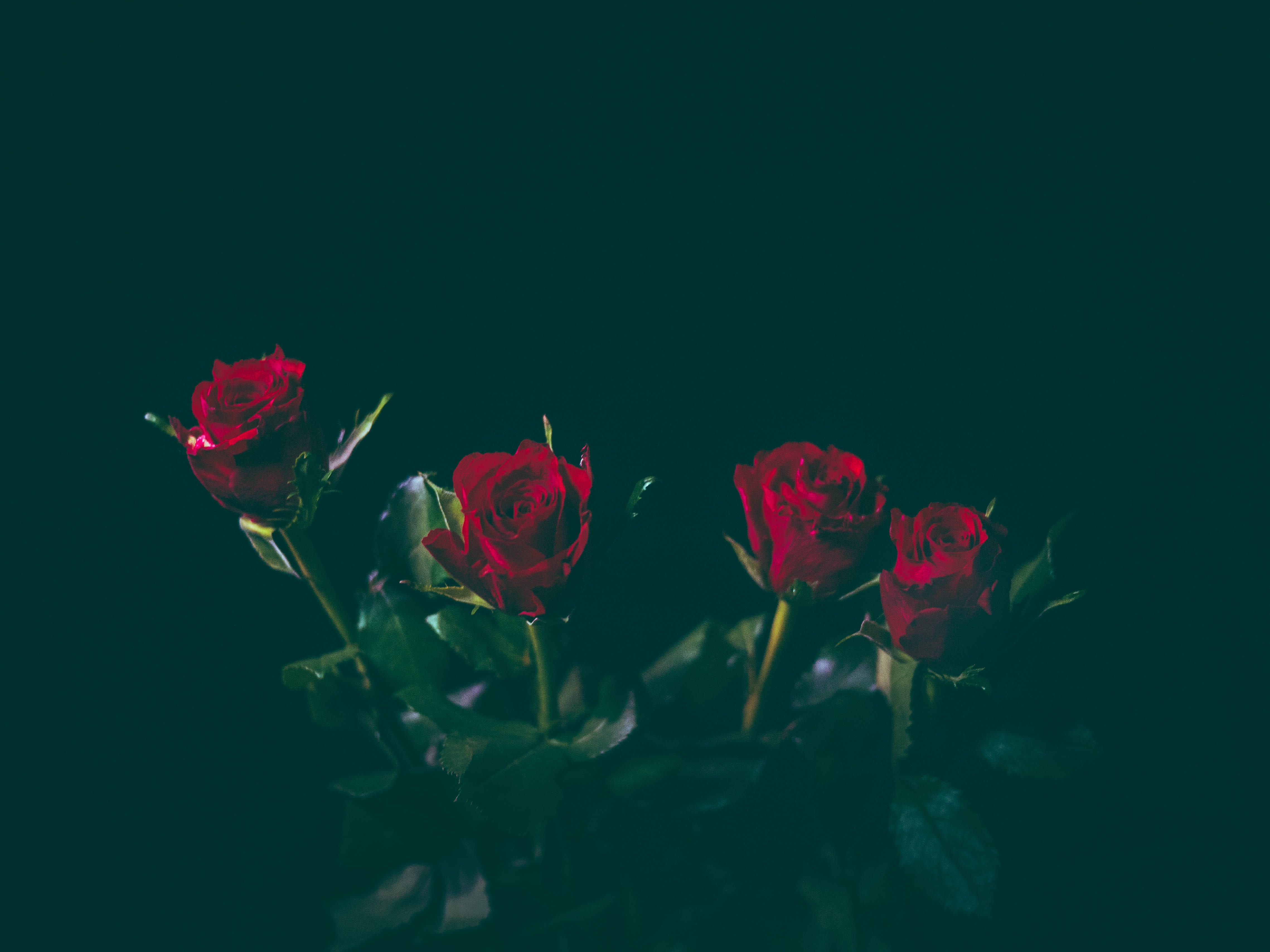 4K, fragility, close-up, red, no people, flowering plant, inflorescence, vulnerability, freshness, black background, valentines Day - Holiday, growth, HD Wallpaper