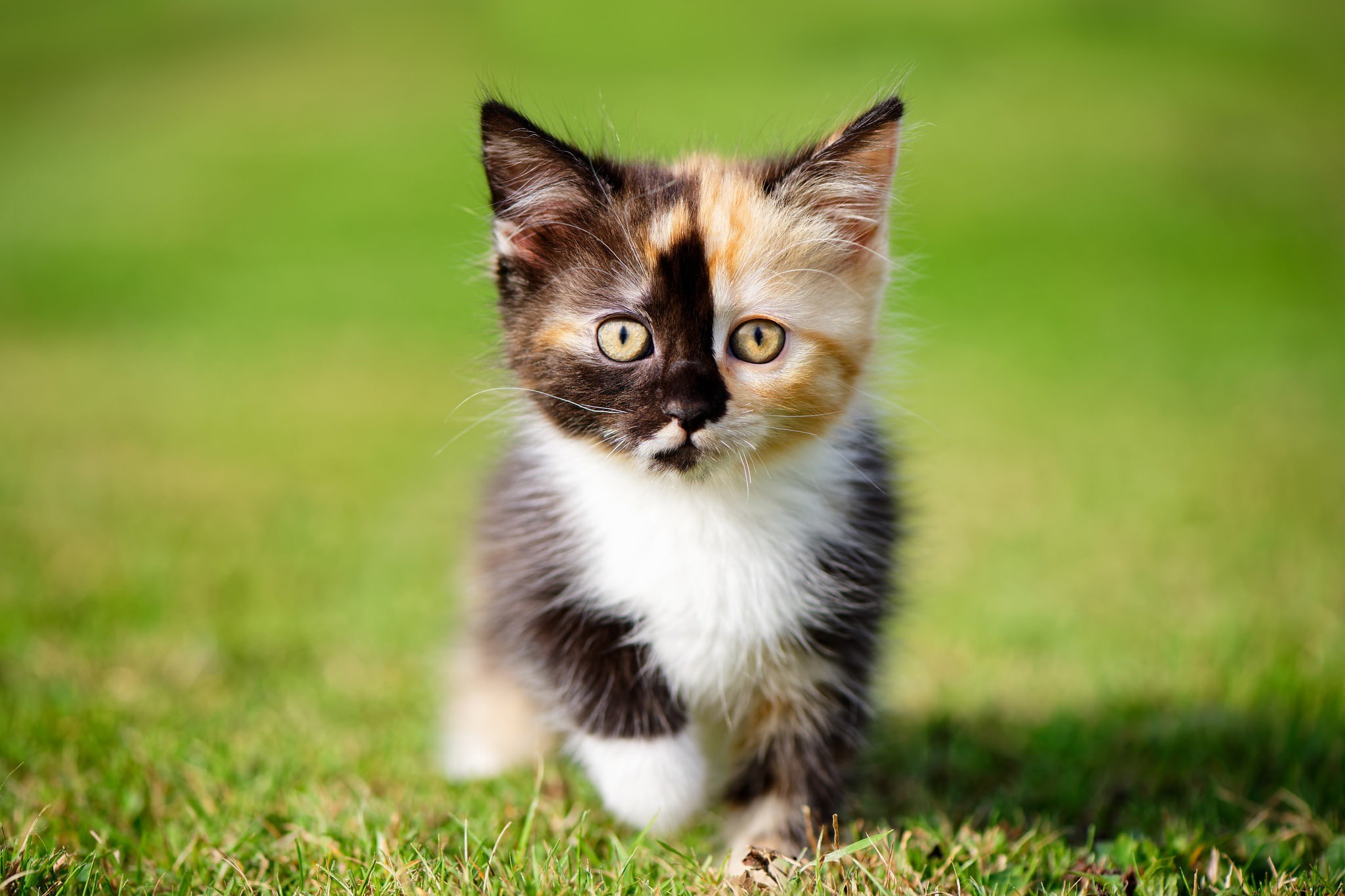 kitty, grass, bokeh, look, 1080P, baby, HD Wallpaper