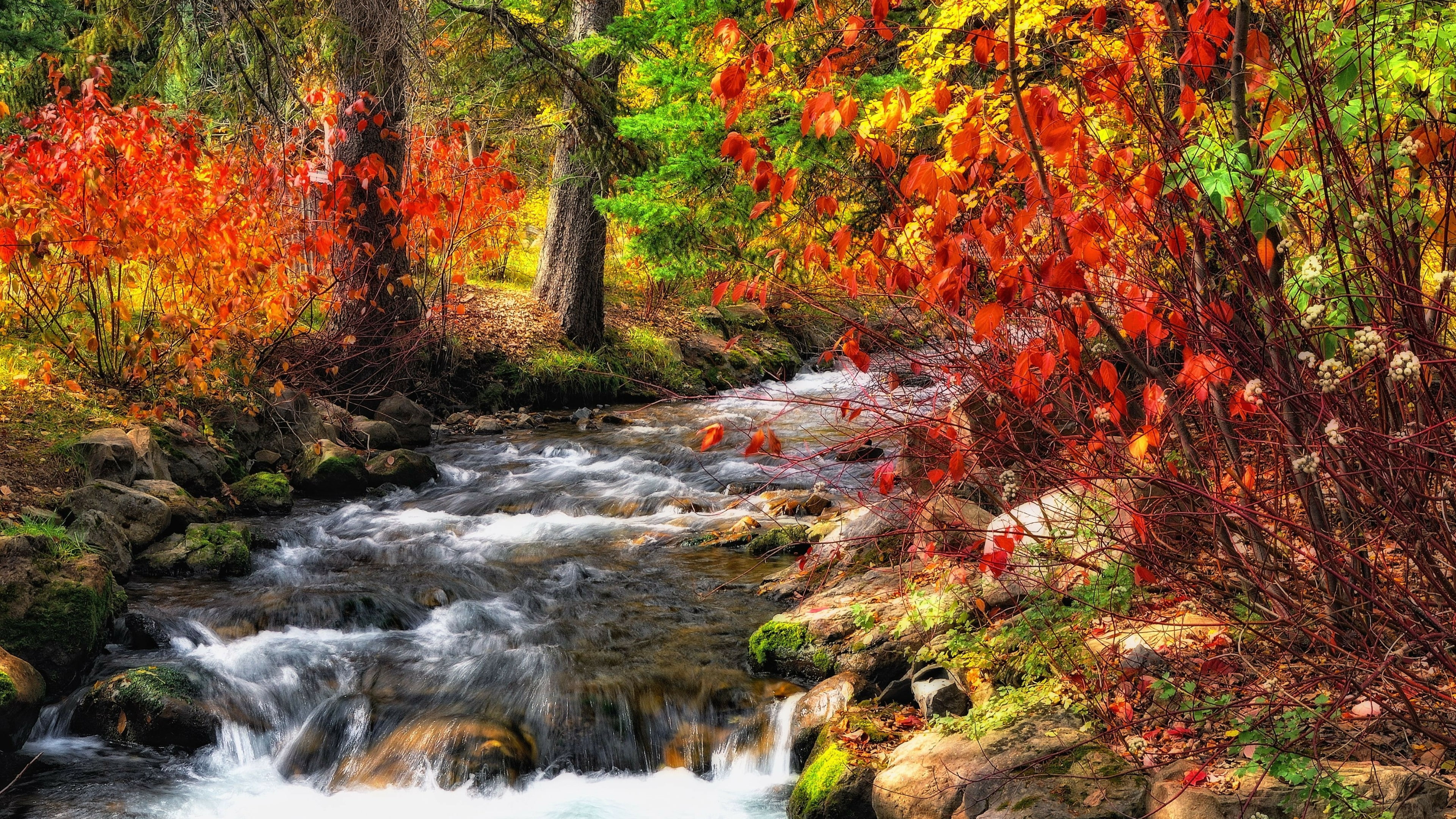 stream, creek, 4K, autumn, landscape, autumn colors, autumn leaves, colorful leaves, nature, HD Wallpaper