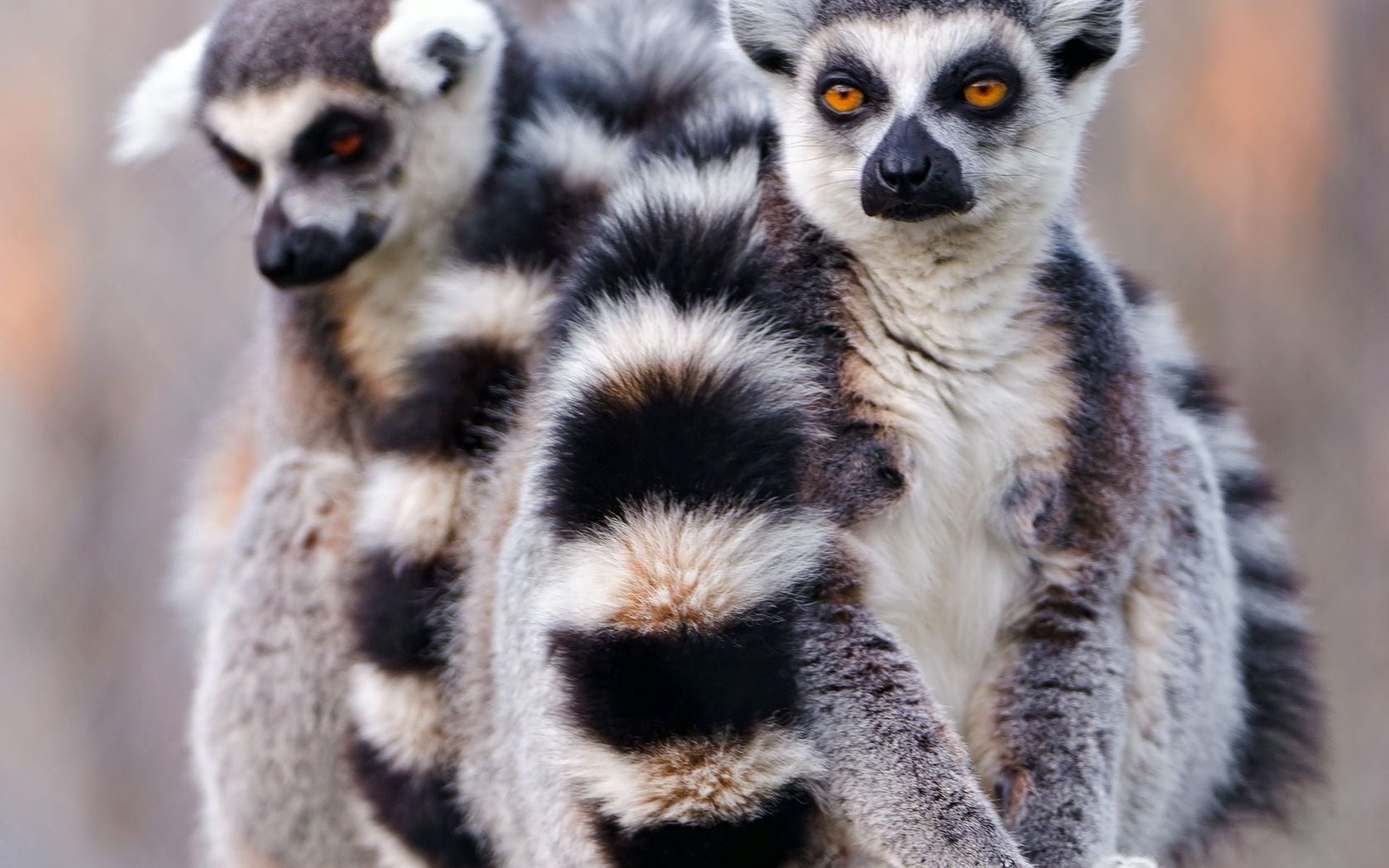 lemur, 720P, day, care, tail, animal eye, primate, togetherness, white, focus on foreground, close-up, animal family, looking at camera, couple, portrait, HD Wallpaper