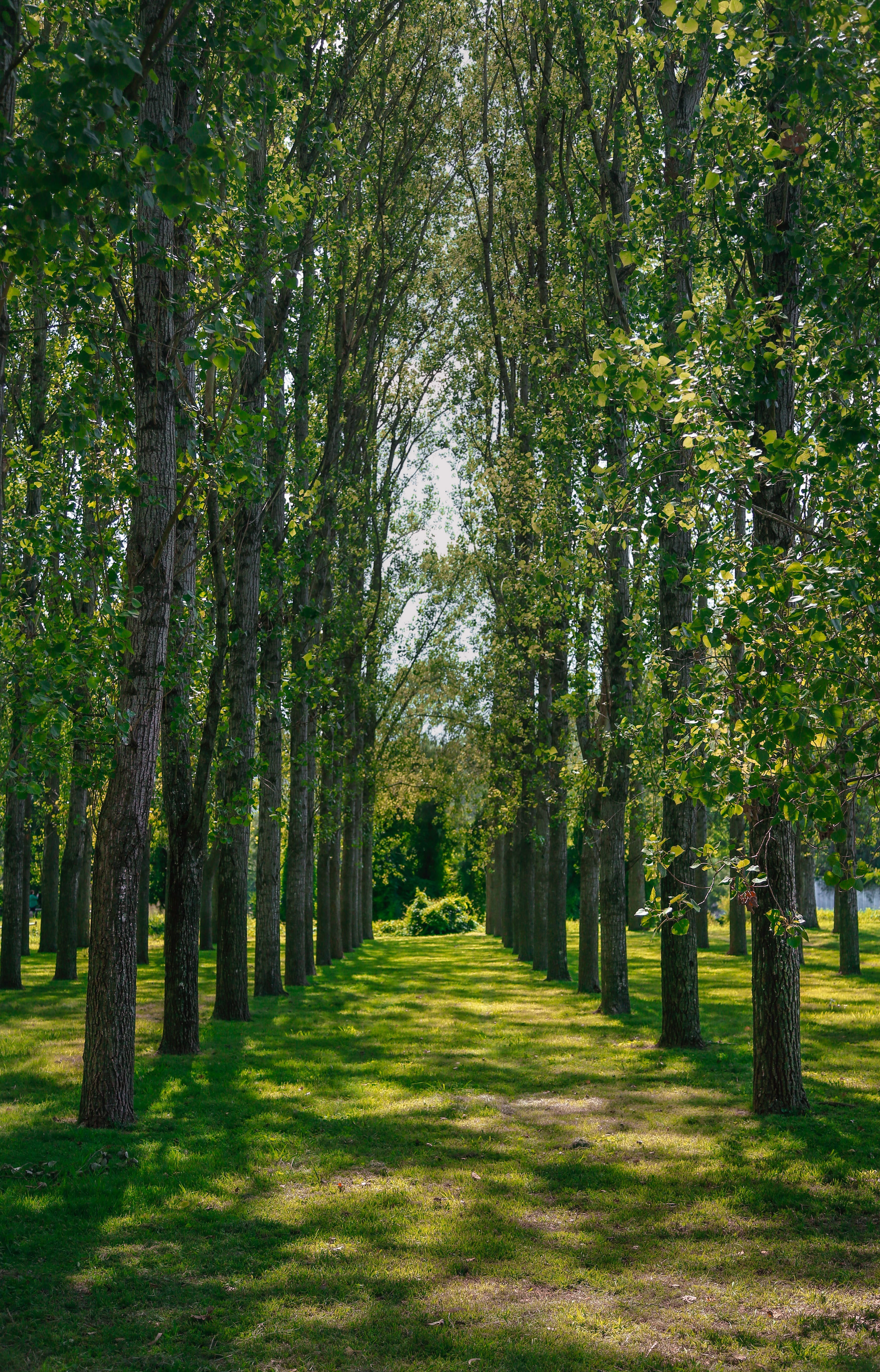 diminishing perspective, treelined, the way forward, outdoors, sunlight, tranquility, nature, daytome, tranquil scene, day, shadow, tree trunk, land, no people, Phone HD Wallpaper