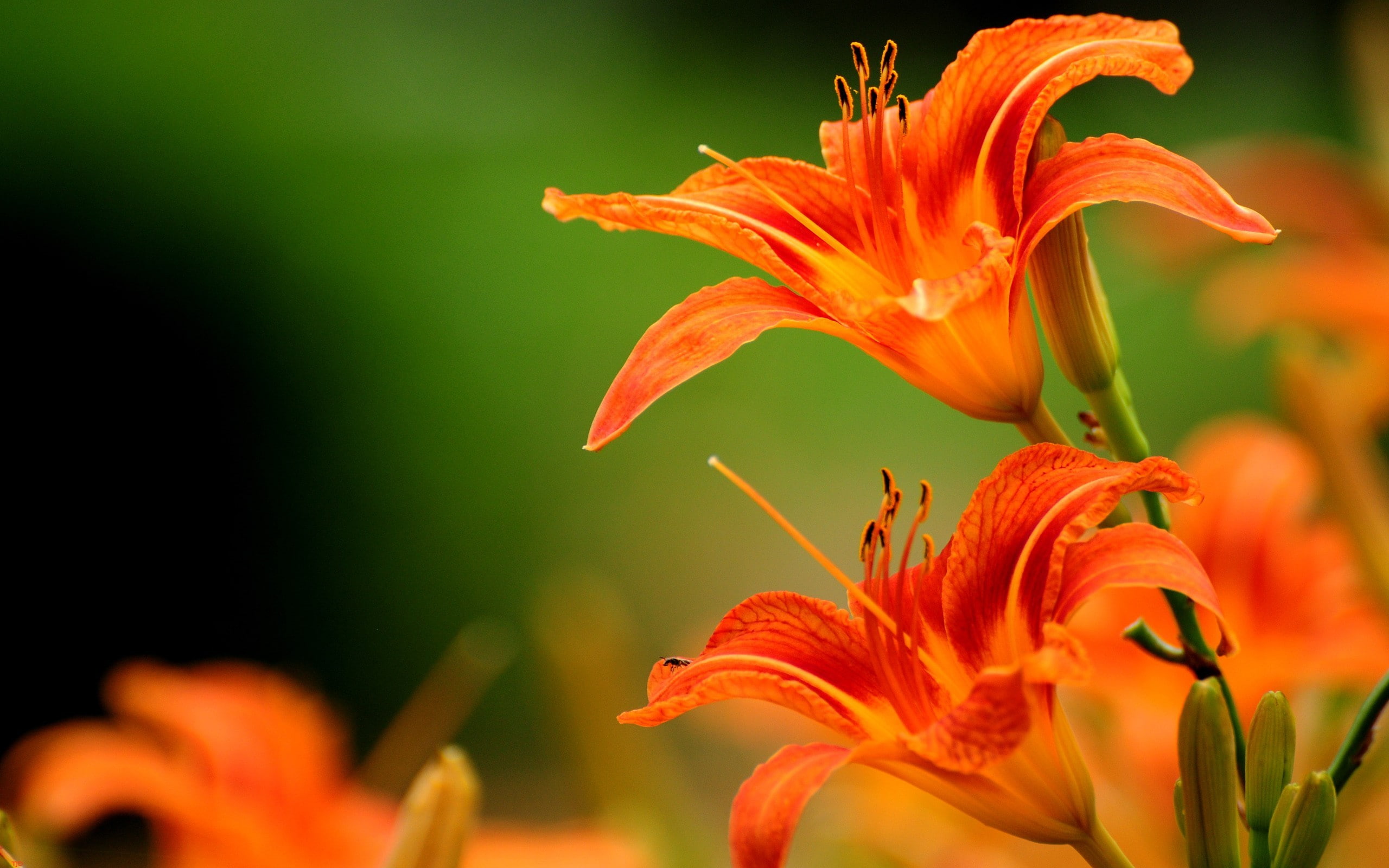 2K, lilies, orange flowers, flowers, HD Wallpaper