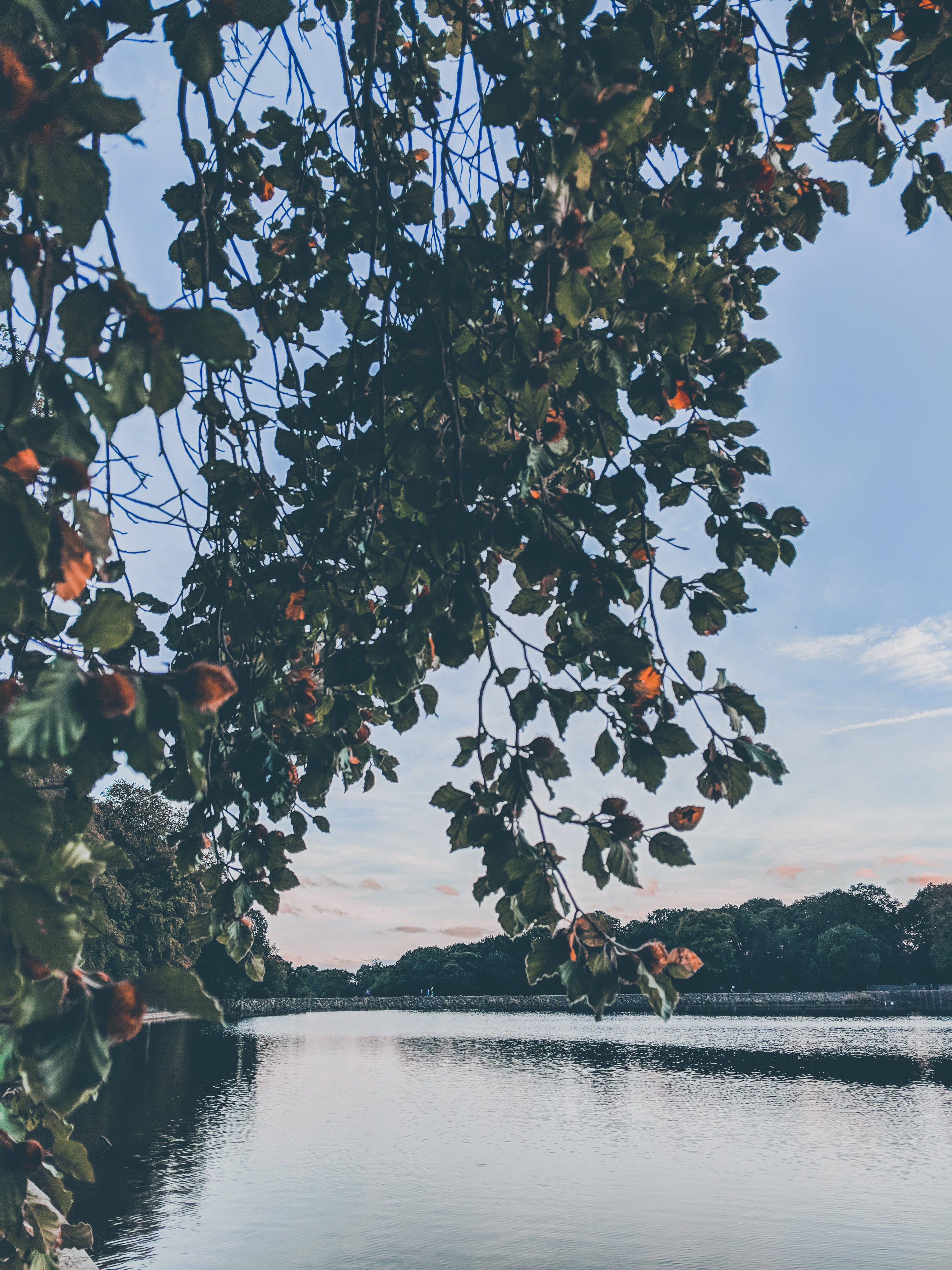 tranquility, outdoors, growth, plant, west yorkshire, food, branch, lake, tree, 4K, day, plant part, beauty in nature, nature, sky, water, scenics - nature, Phone HD Wallpaper