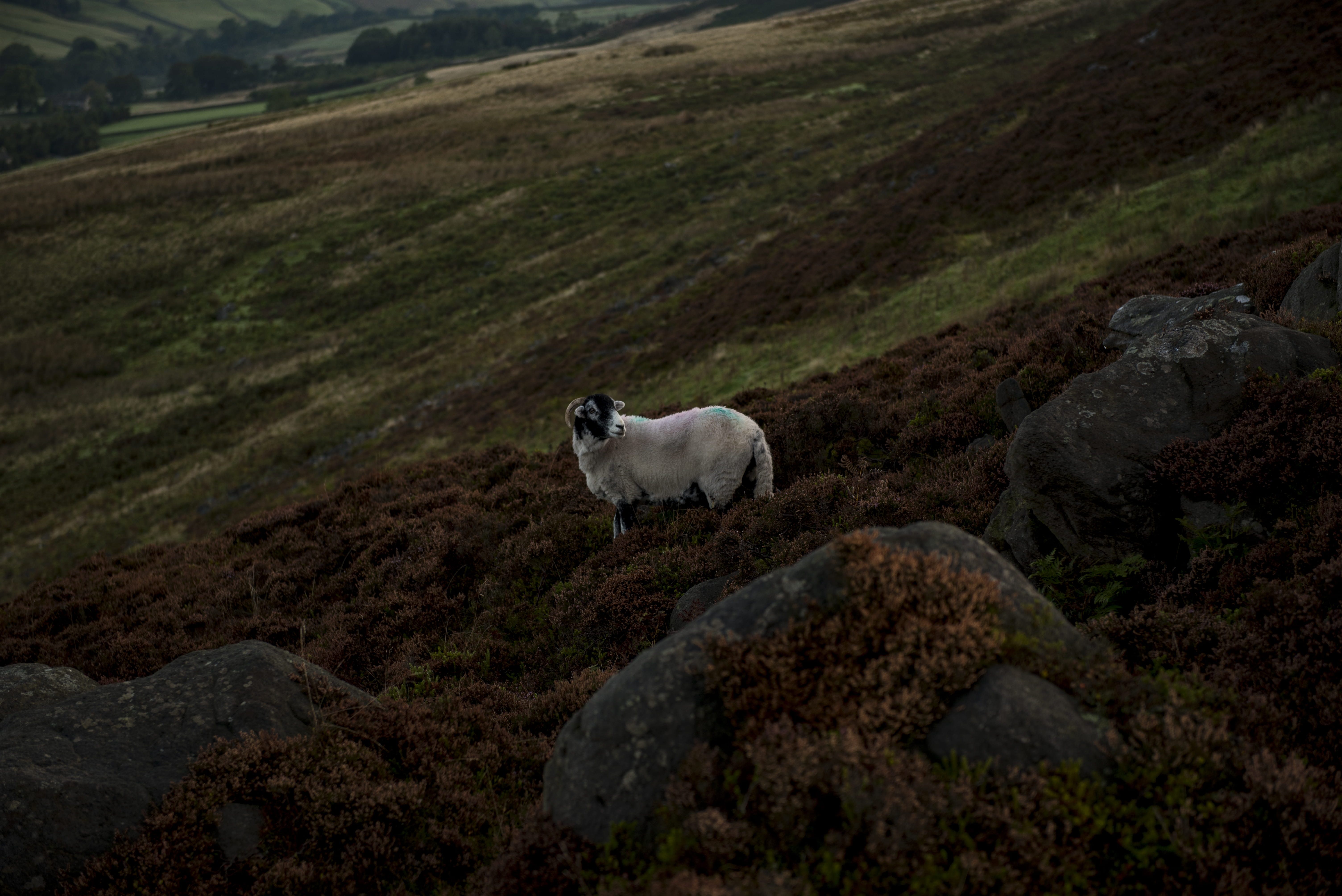 west yorkshire, animal, rock, nature, environment, livestock, domestic animals, one animal, hill, near, landscape, mountain, rock - object, grass, solid, HD Wallpaper