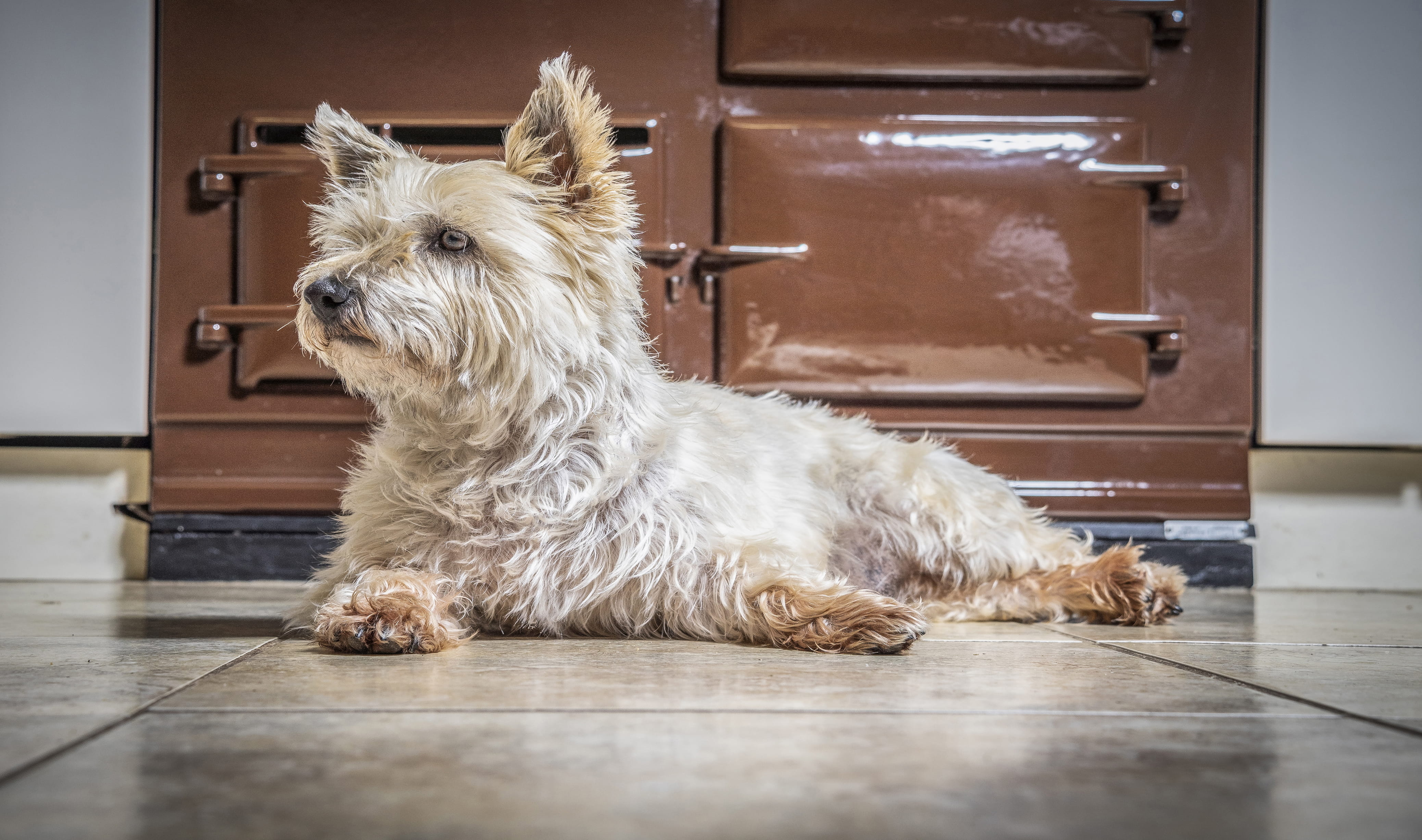no people, mammal, plant, animal, domestic animals, sitting, tiled floor, cute, animal themes, canine, west highland white terrier, floor, strap, laying, HD Wallpaper