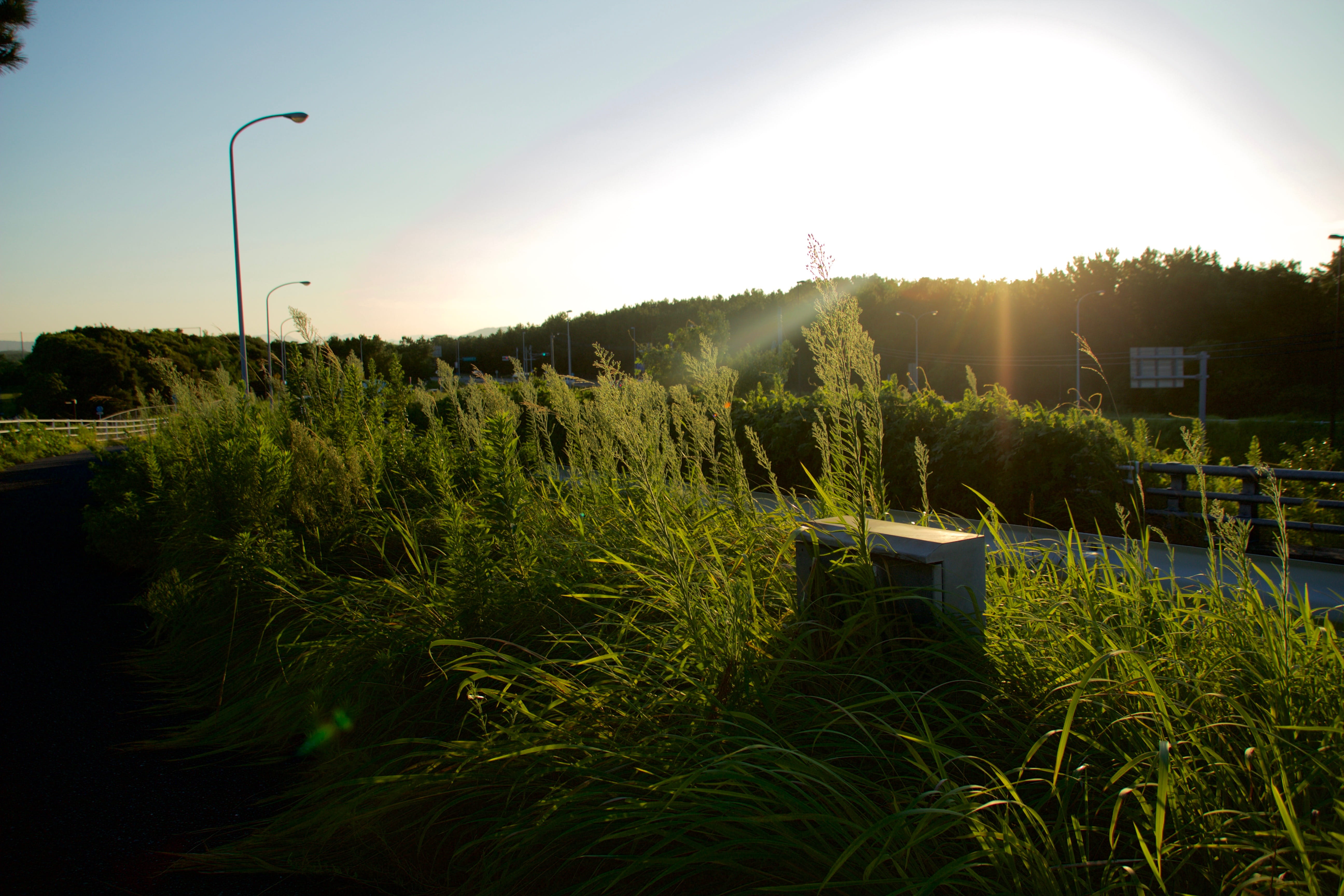 landscape, environment, street light, no people, growth, tranquility, sunlight, bright, tree, nature, beauty in nature, field, fukuoka, plant, sunset, fukuoka prefecture, HD Wallpaper