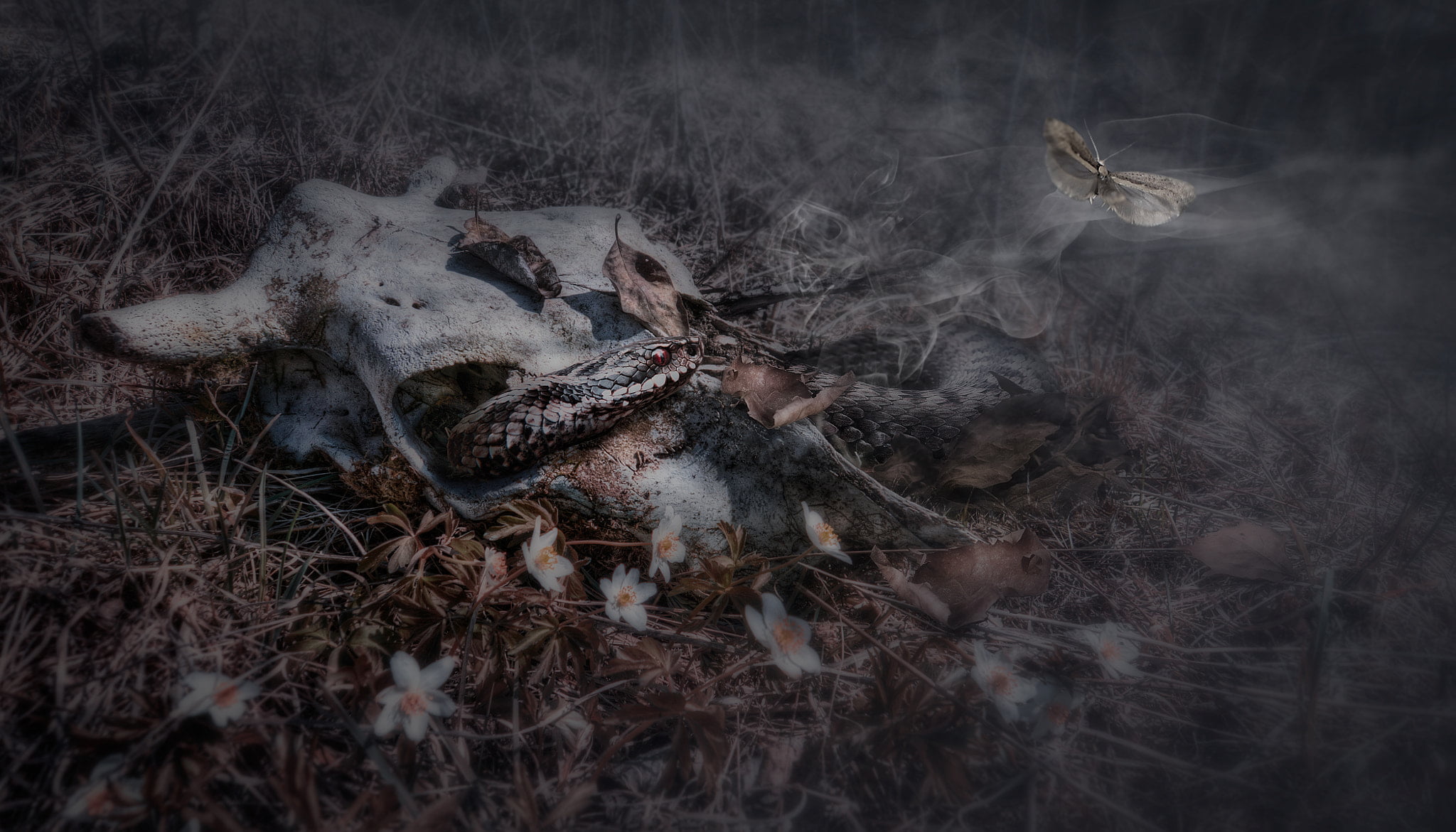 tree, plant, 500px, Andrey Mikhaylov, selective focus, snake, land, nature, animal body part, no people, field, dry, bone, vertebrate, animal themes, death, HD Wallpaper