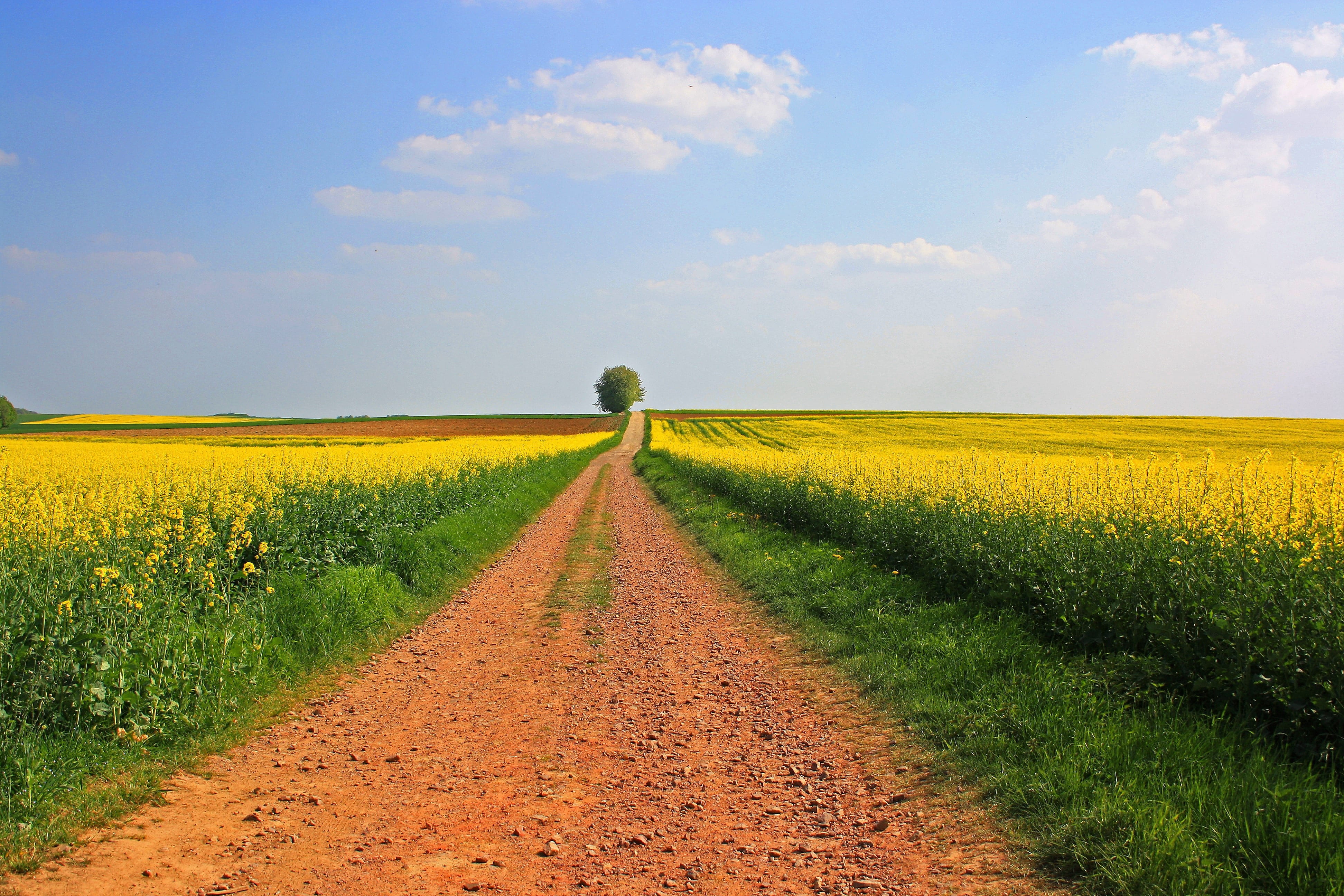 saargau, environment, land, growth, wide, saarland, pathway, field of rapeseeds, agriculture, flowering plant, outdoors, early summer, flower, rural, tranquility, HD Wallpaper