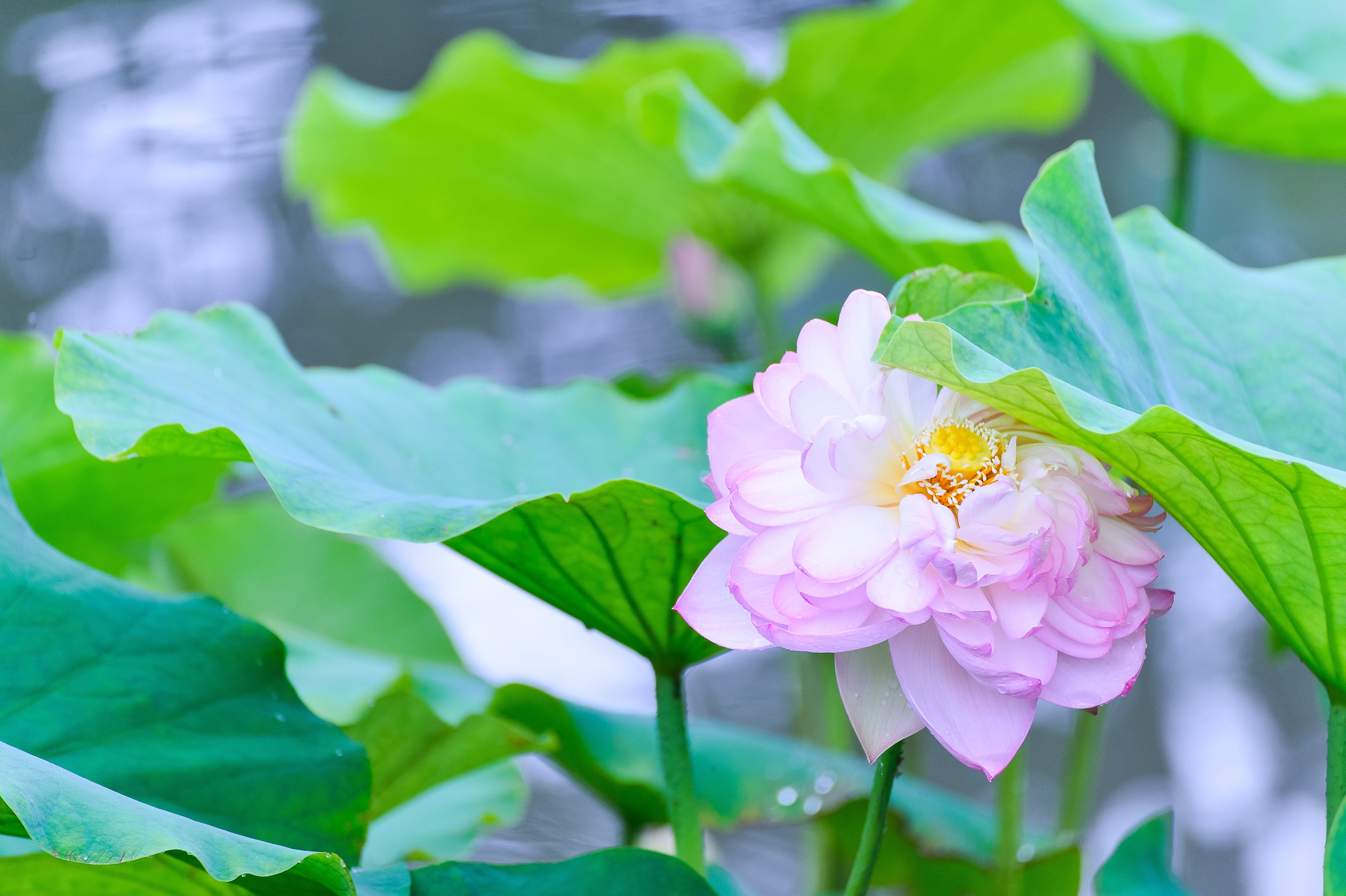 rainy season, aquatic plant, flowers, beauty in nature, freshness, Natural, flower, lotus, pink color, flower head, plant part, inflorescence, 4K, leaf, HD Wallpaper