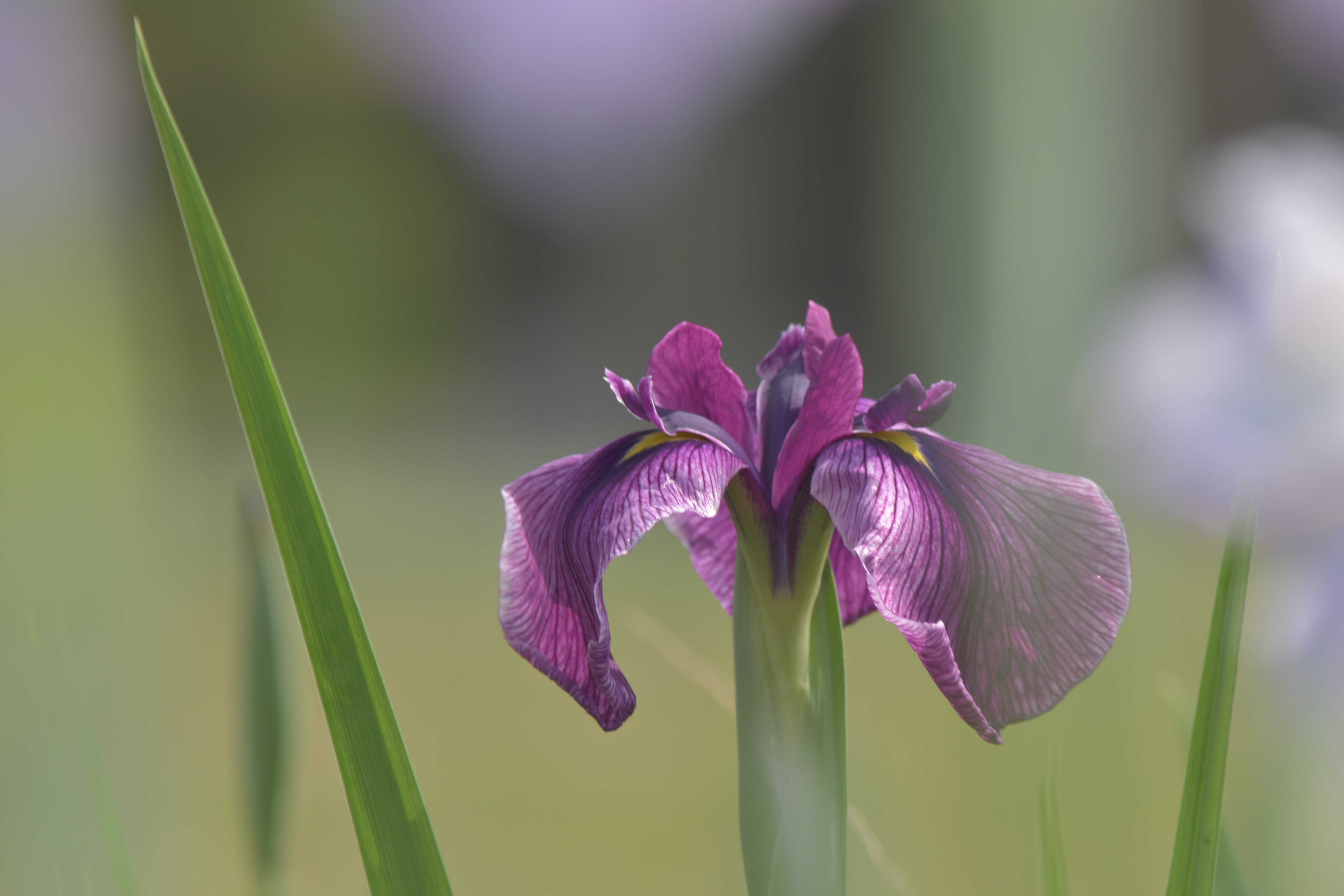 purple, flowering plant, plant, pink color, springtime, inflorescence, ayame, growth, green color, flowers, close-up, iris, vulnerability, flower, 5K, HD Wallpaper