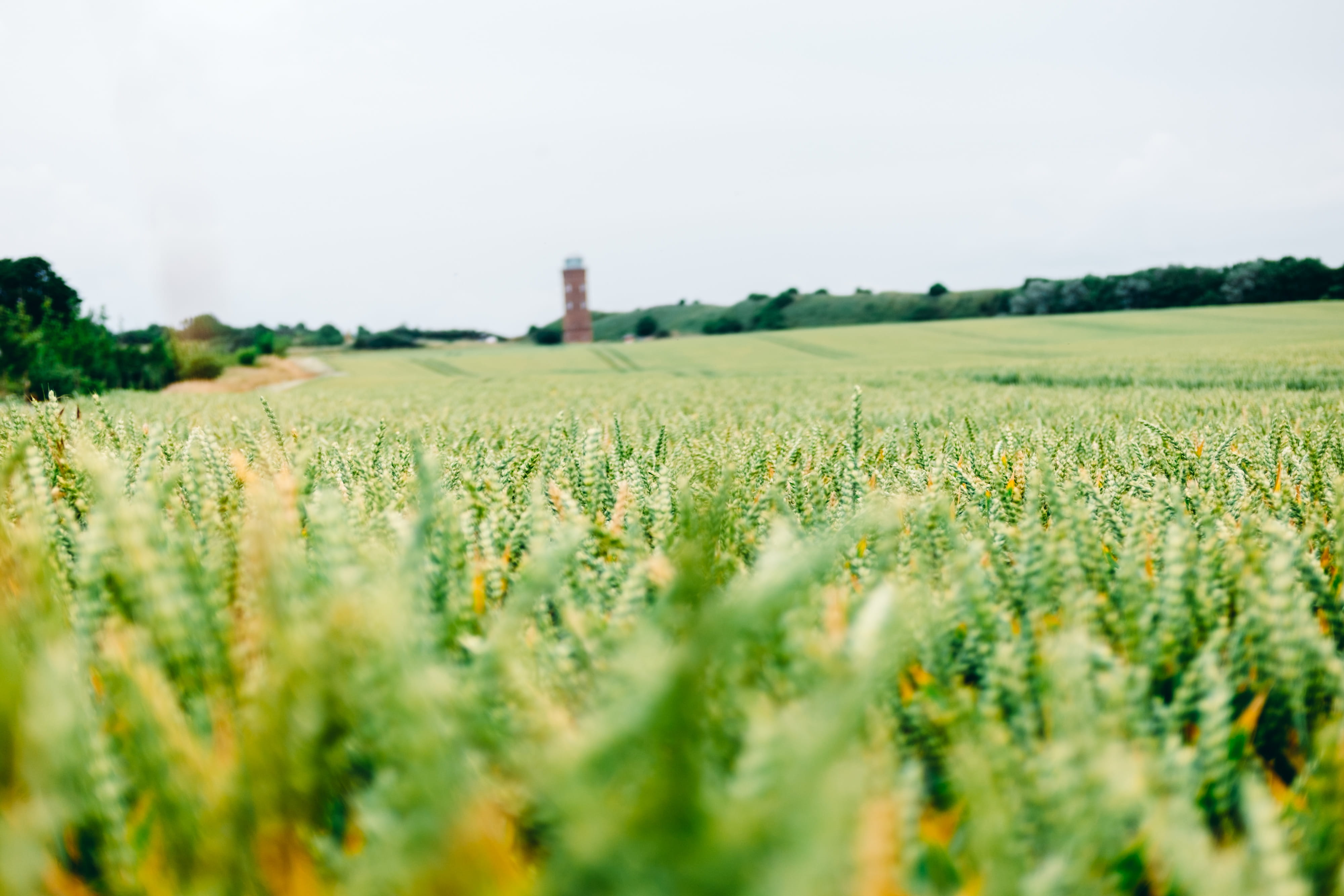 cereal plant, architecture, flowers, crop, rural scene, tower, outdoors, sky, trees, no people, color, farm, agriculture, blue, people, isolated, selective focus, HD Wallpaper