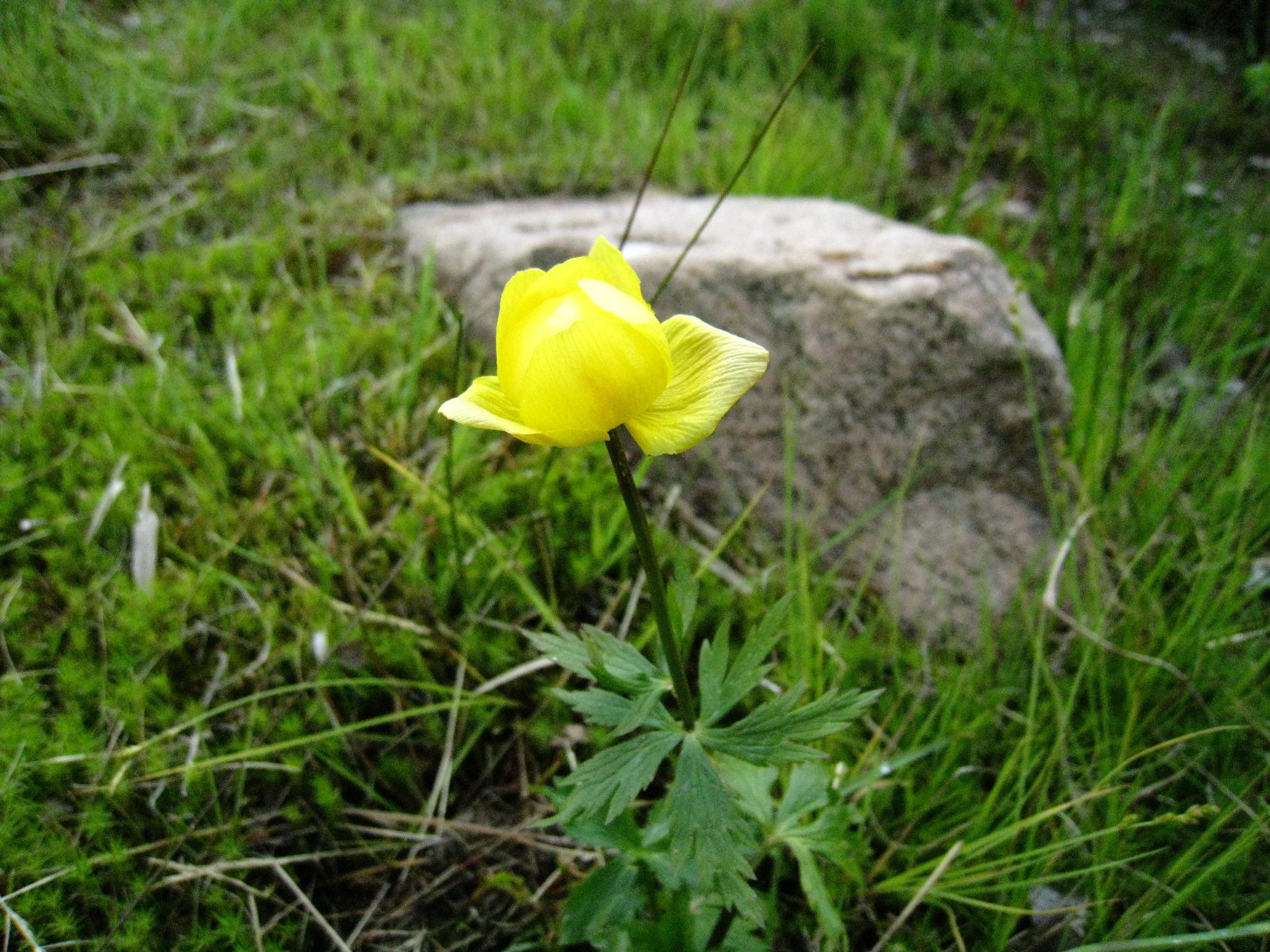 2K, green color, vulnerability, flower head, no people, petal, Plant, beauty in nature, grass, Flower, close-up, stone, growth, field, buttercup, inflorescence, HD Wallpaper