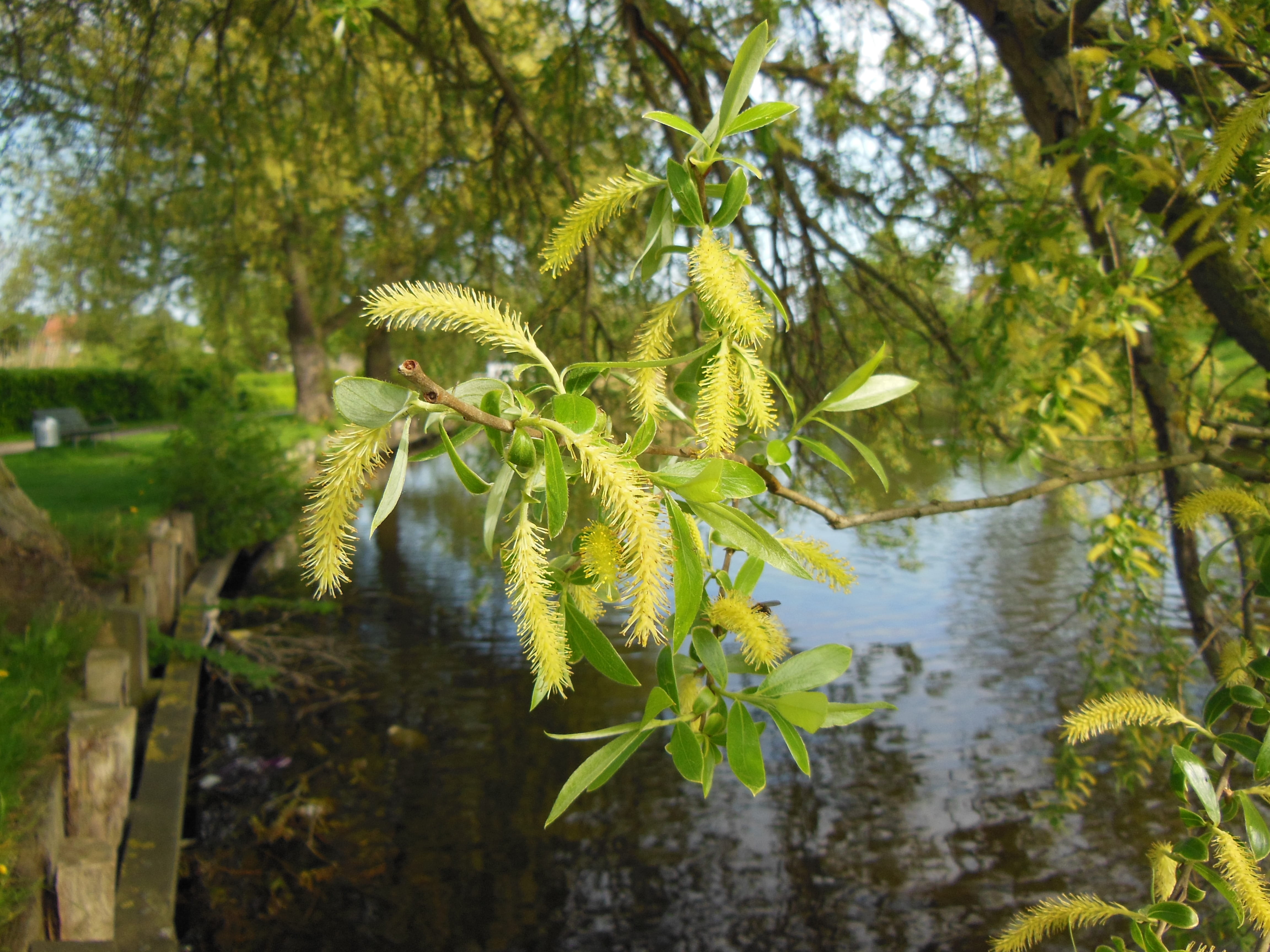 coniferous tree, day, outdoors, nature, green, water, moat, Close-Up, focus on foreground, landscape, sunlight, Salix, branch, Old, leaf, plant, plant part, HD Wallpaper