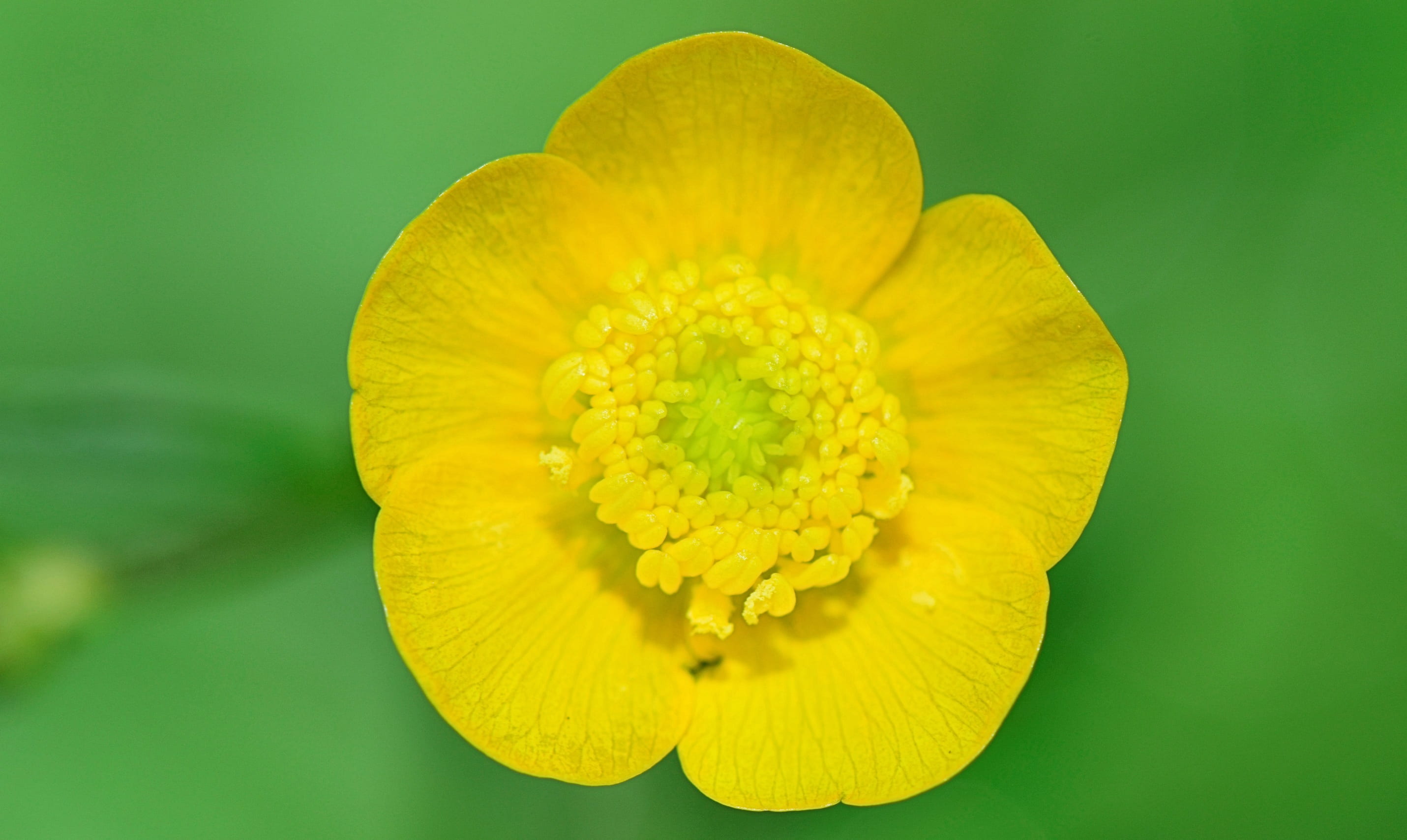 crops, no people, summer, animals, yellow, crystal water, jet, beauty, small flower, river, flower arrangement, flowering plant, fields, dragonfly, green color, HD Wallpaper