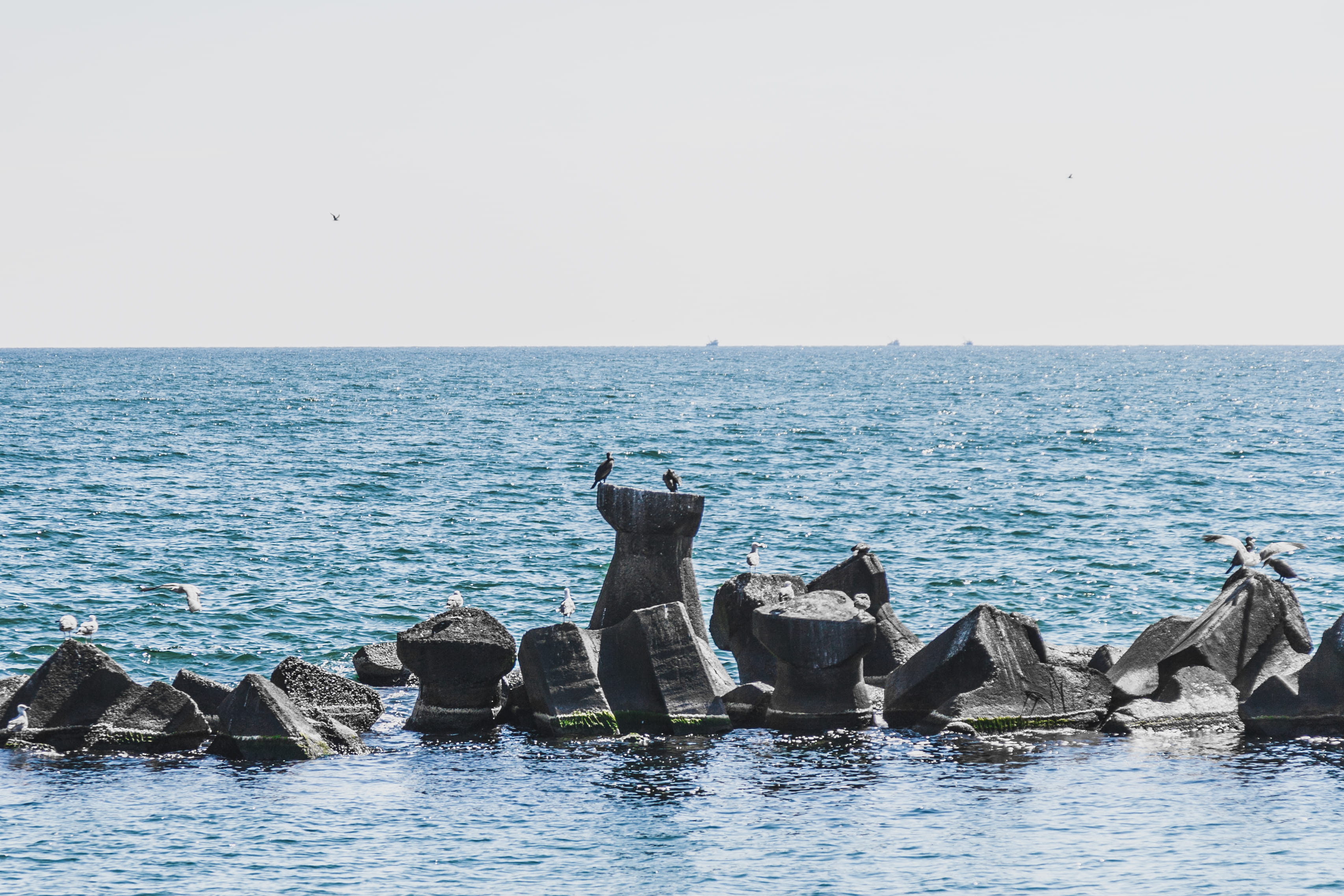 water, swimming, romania, marine, nature, clear sky, solid, beauty in nature, waterfront, photography, rock - object, animal themes, seascape, horizon, HD Wallpaper