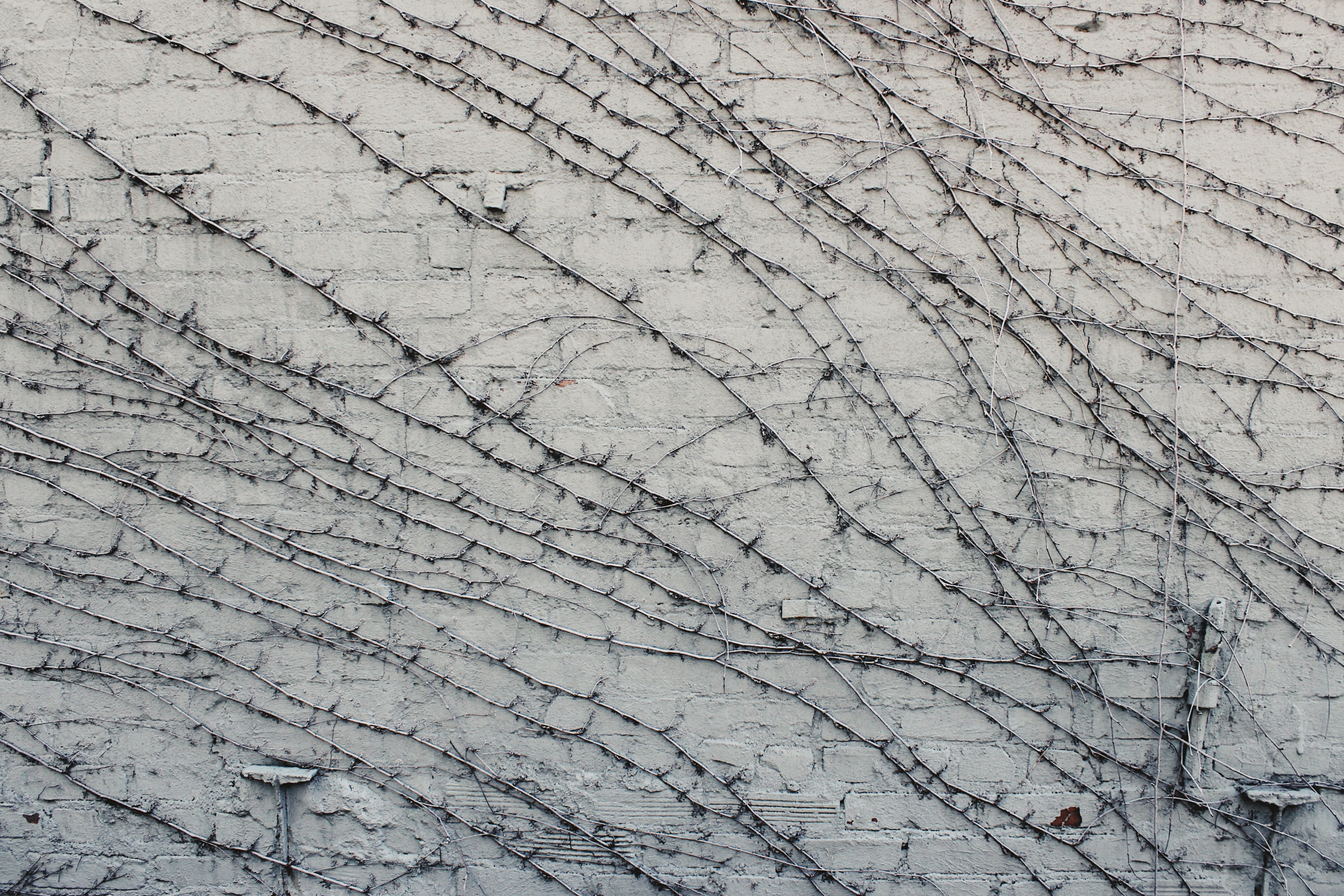 day, washer, animal, built structure, floor, 2K, building exterior, veins, tile, cricket insect, outdoors, gray, stone wall, abstract, texture, cracked, HD Wallpaper