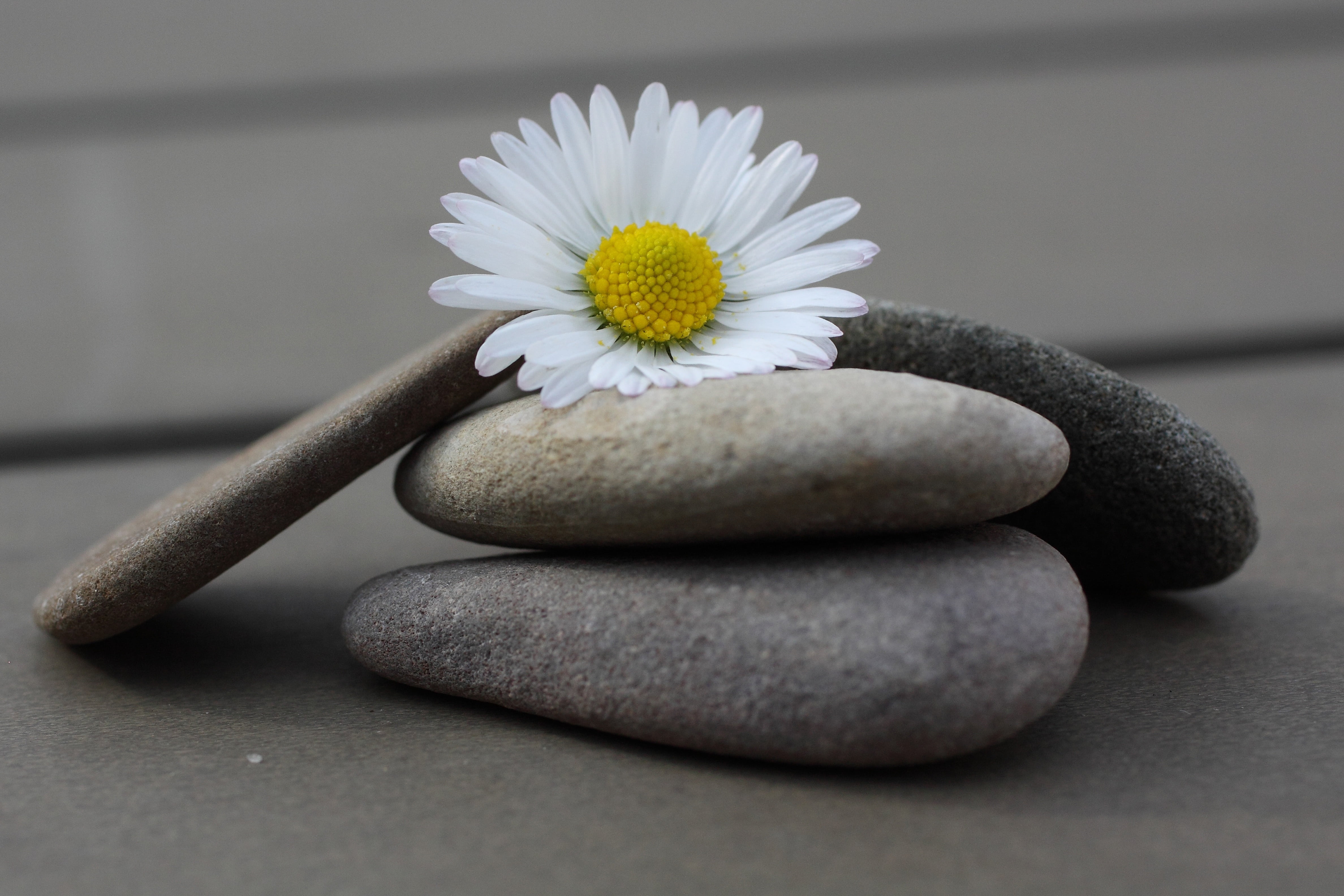 daisy, no people, stone - Object, zen-like, plant, solid, 4K, flower, flowering plant, stones, indoors, rock - Object, pebble, white, healthy lifestyle, HD Wallpaper