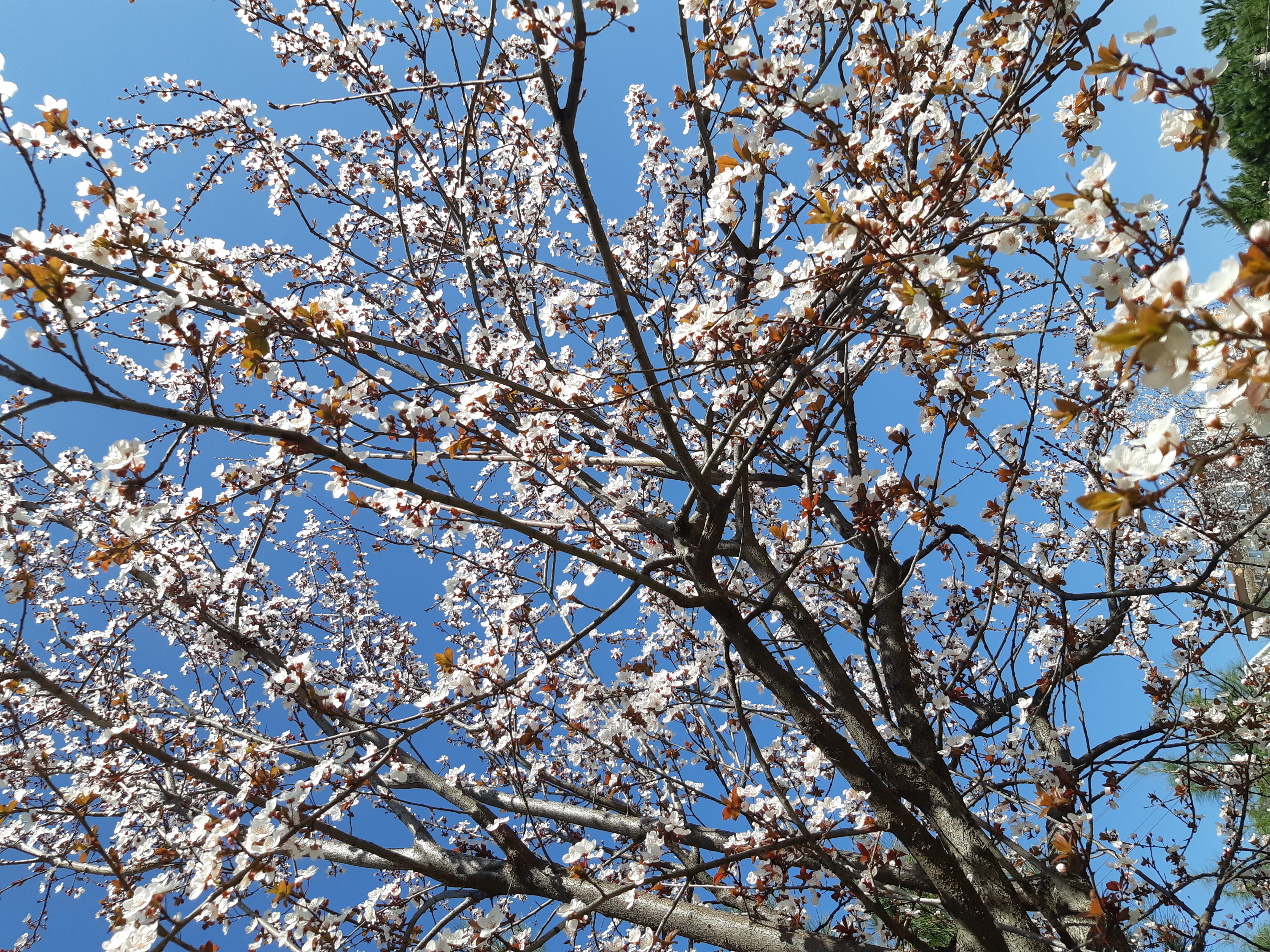 sky, 4K, cherry blossom, plant, day, no people, growth, spring, branch, fragility, outdoors, turkey, freshness, flowering plant, white, grain, cherry, HD Wallpaper