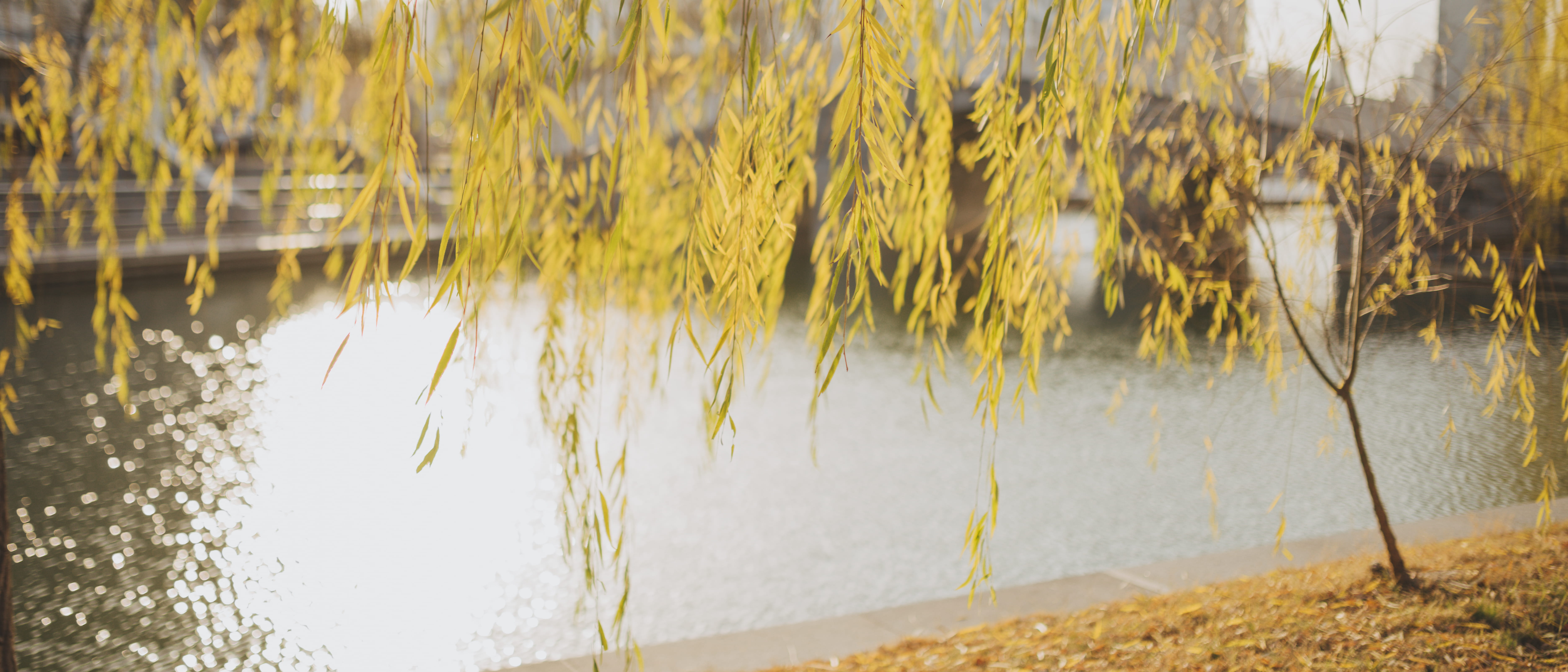 5K, lake, focus on foreground, willow, conifer, grain, confectionery, growth, wheat, food, tranquil scene, sweets, blossom, land, tree, pollen, outdoors, HD Wallpaper