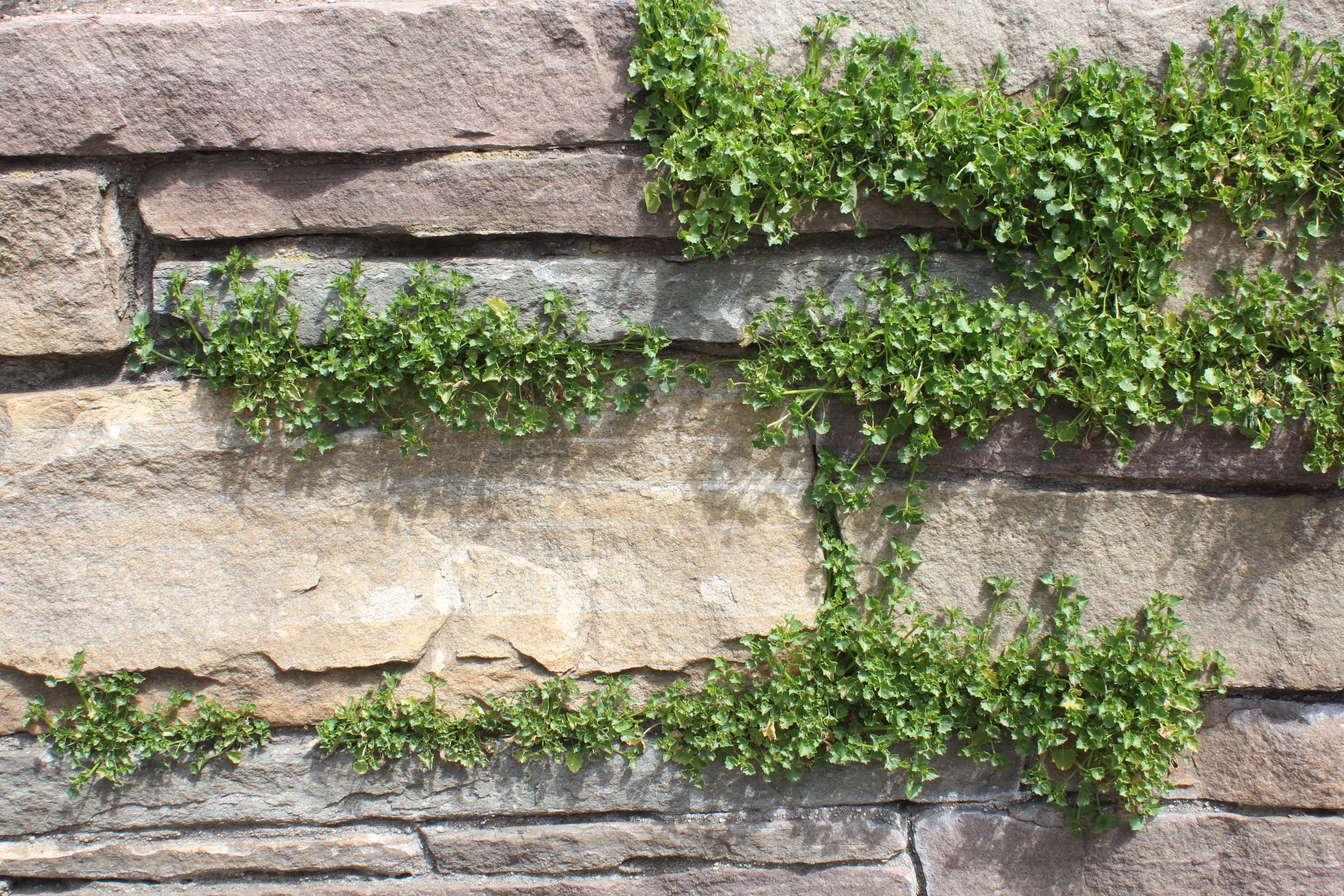day, flagstone, nature, wall, leaf, built structure, growth, vase, textured, 2K, ivy, vegetation, green color, architecture, stone wall, plant part, walkway, HD Wallpaper