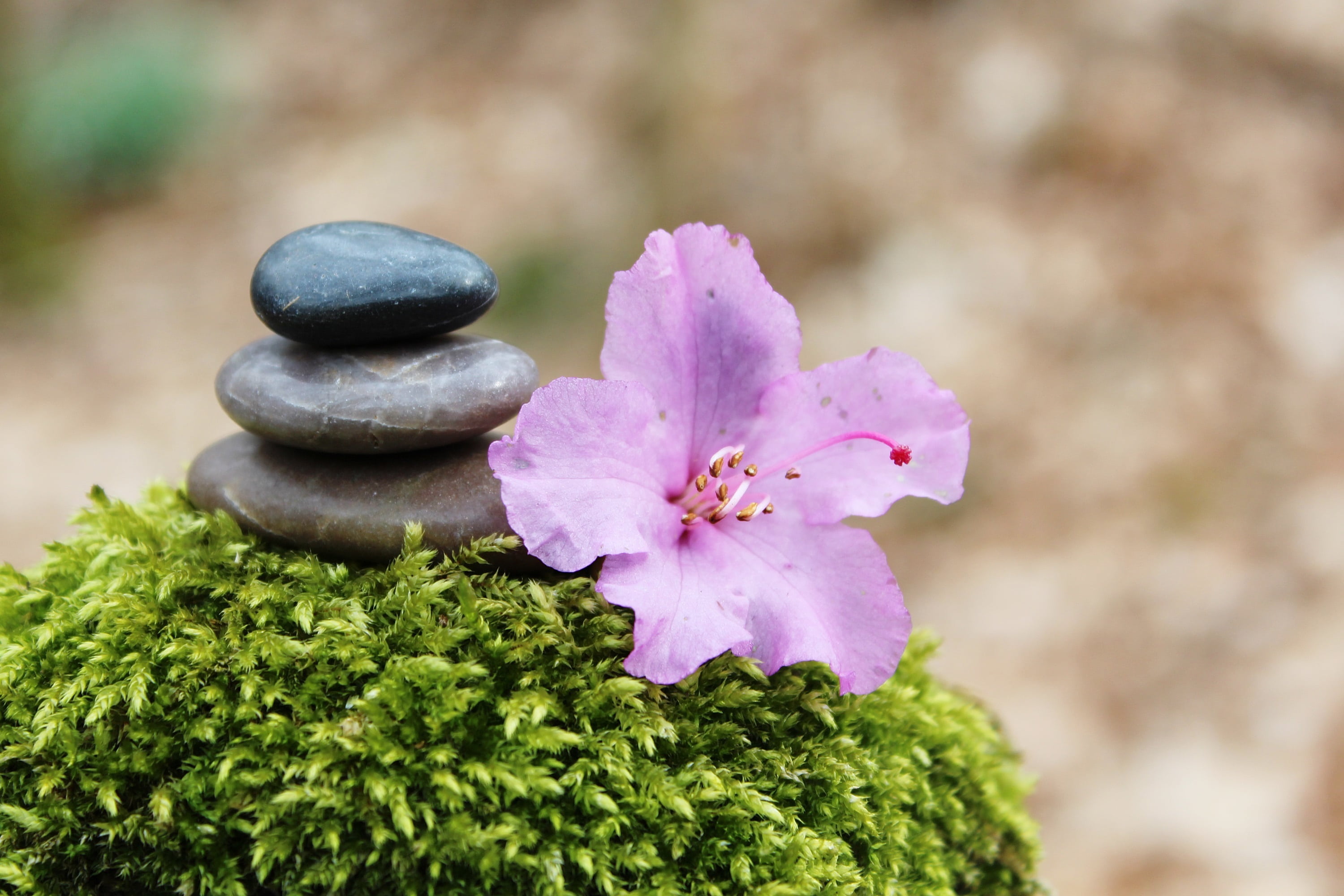 tranquil Scene, vulnerability, plant, growth, beauty in nature, harmony, day, stone, pink, cairn, spring, flowering plant, 2K, stack, deco, stone - Object, HD Wallpaper
