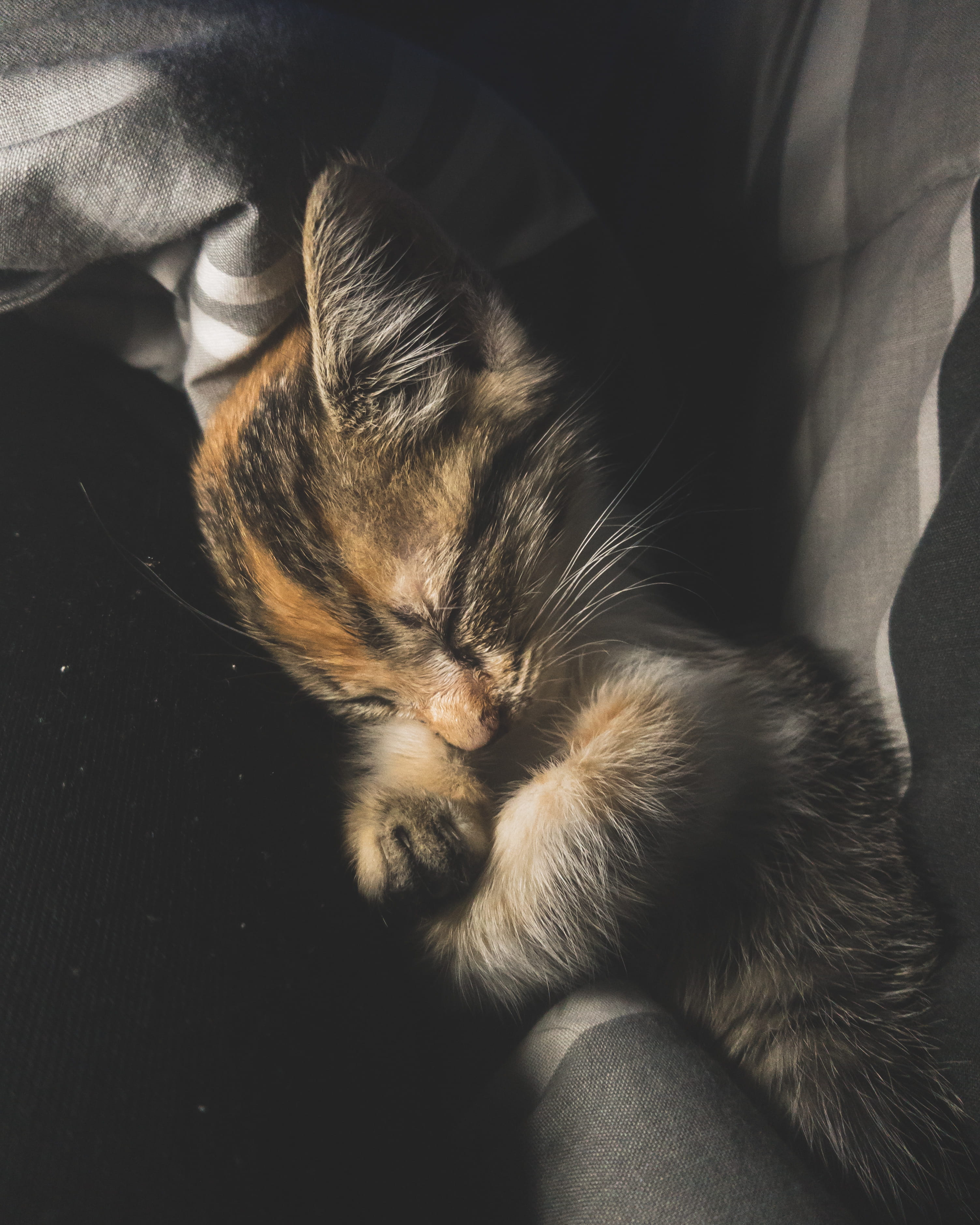 fire, sleeping, manx, insect, siamese, sofa, 2K, domestic, abyssinian, mammal, hook, relaxation, whisker, domestic cat, furniture, resting, couch, cat, Phone HD Wallpaper