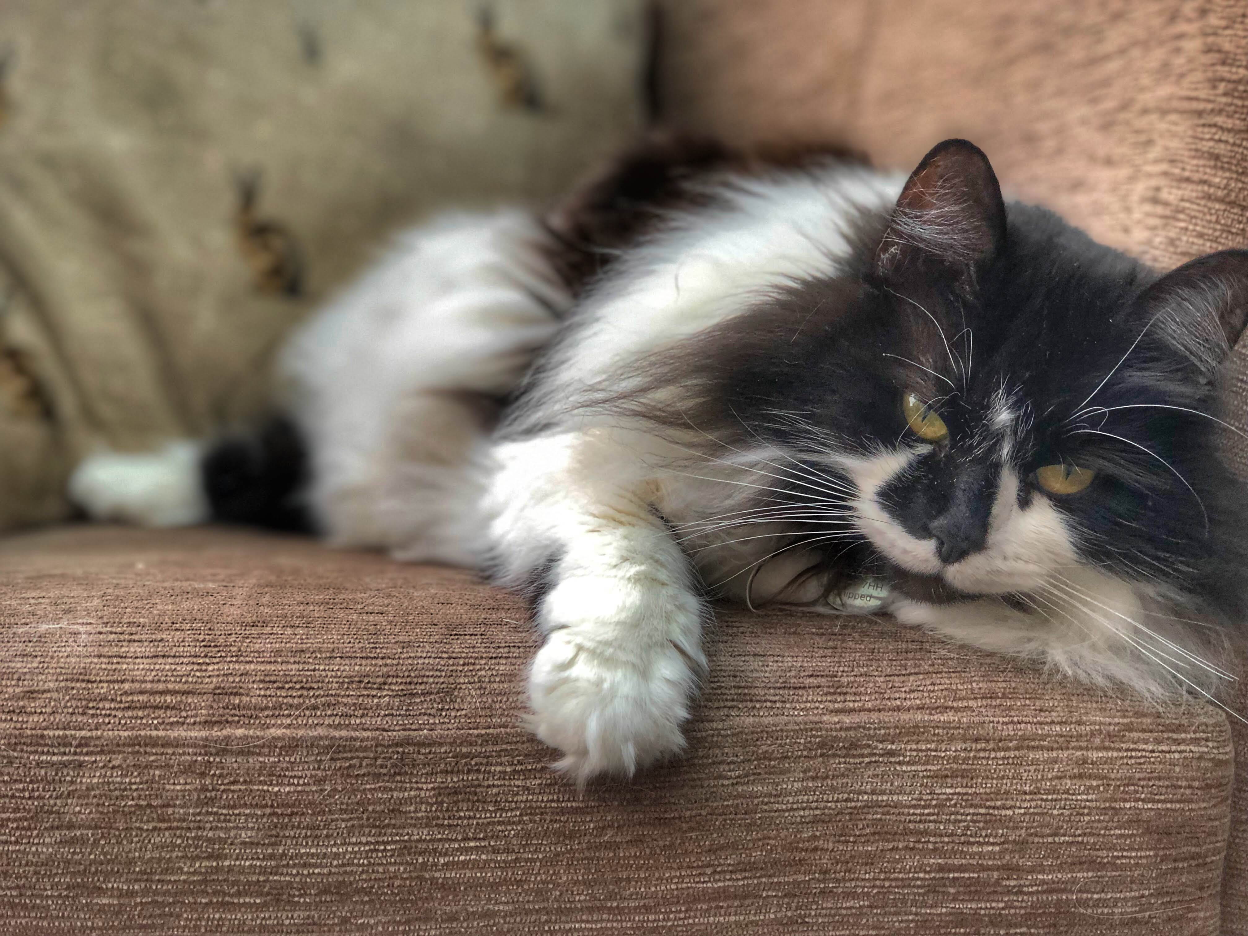 paws, animal, british longhaired, domestic animals, sitting, vertebrate, kitten, cat, cats, hardwood, girl, no people, sofa, focus on foreground, black and white, HD Wallpaper