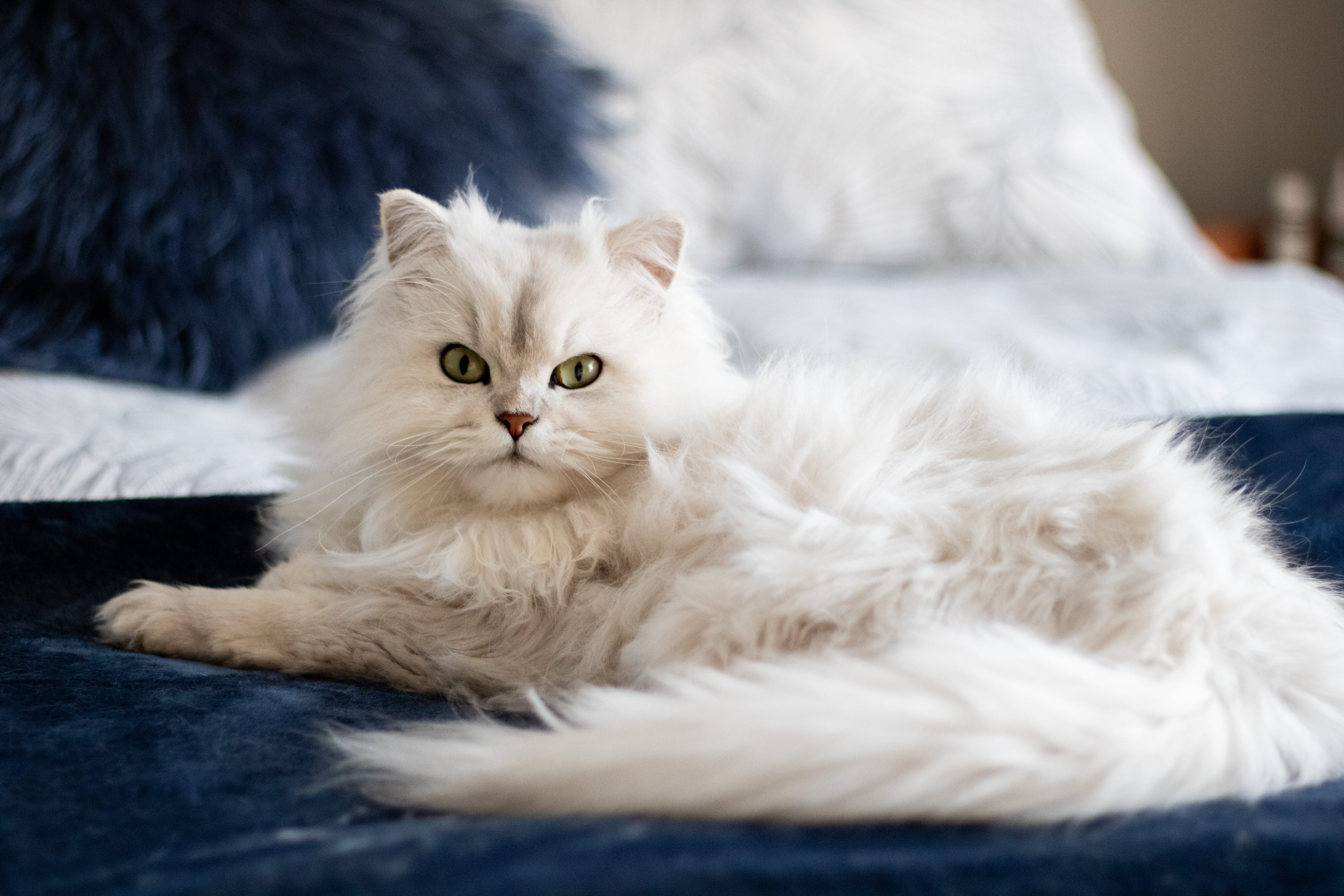 animal themes, 5K, mammal, hair, looking at camera, cat, softness, no people, outdoors, bed, domestic cat, indoors, red sky, persian cat, nature, pets, HD Wallpaper