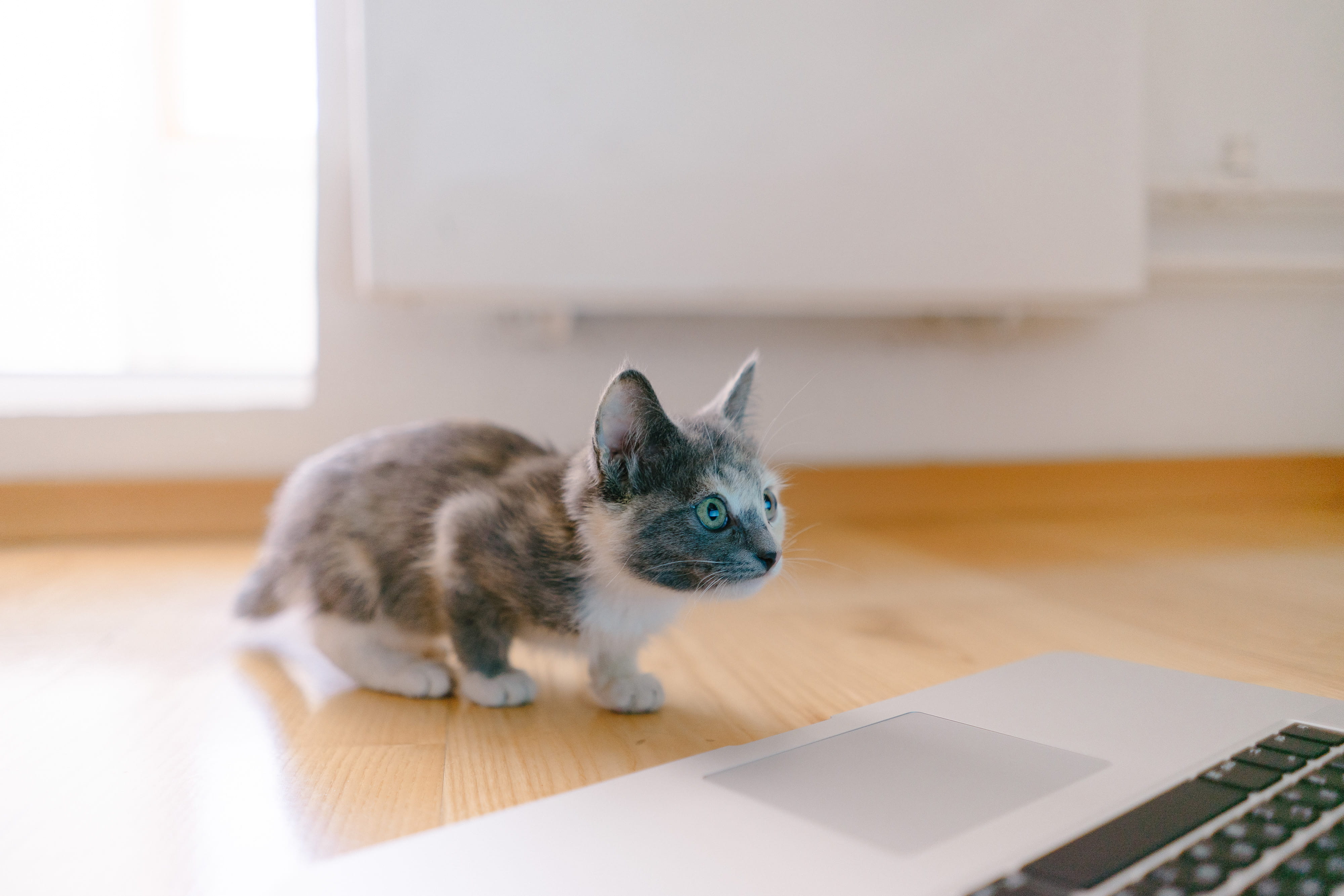 rodent, one animal, table, whisker, home, 4K, pet, laptop, connection, abyssinian, manx, indoors, macbook, cat, no people, domestic, calico, electronics, HD Wallpaper