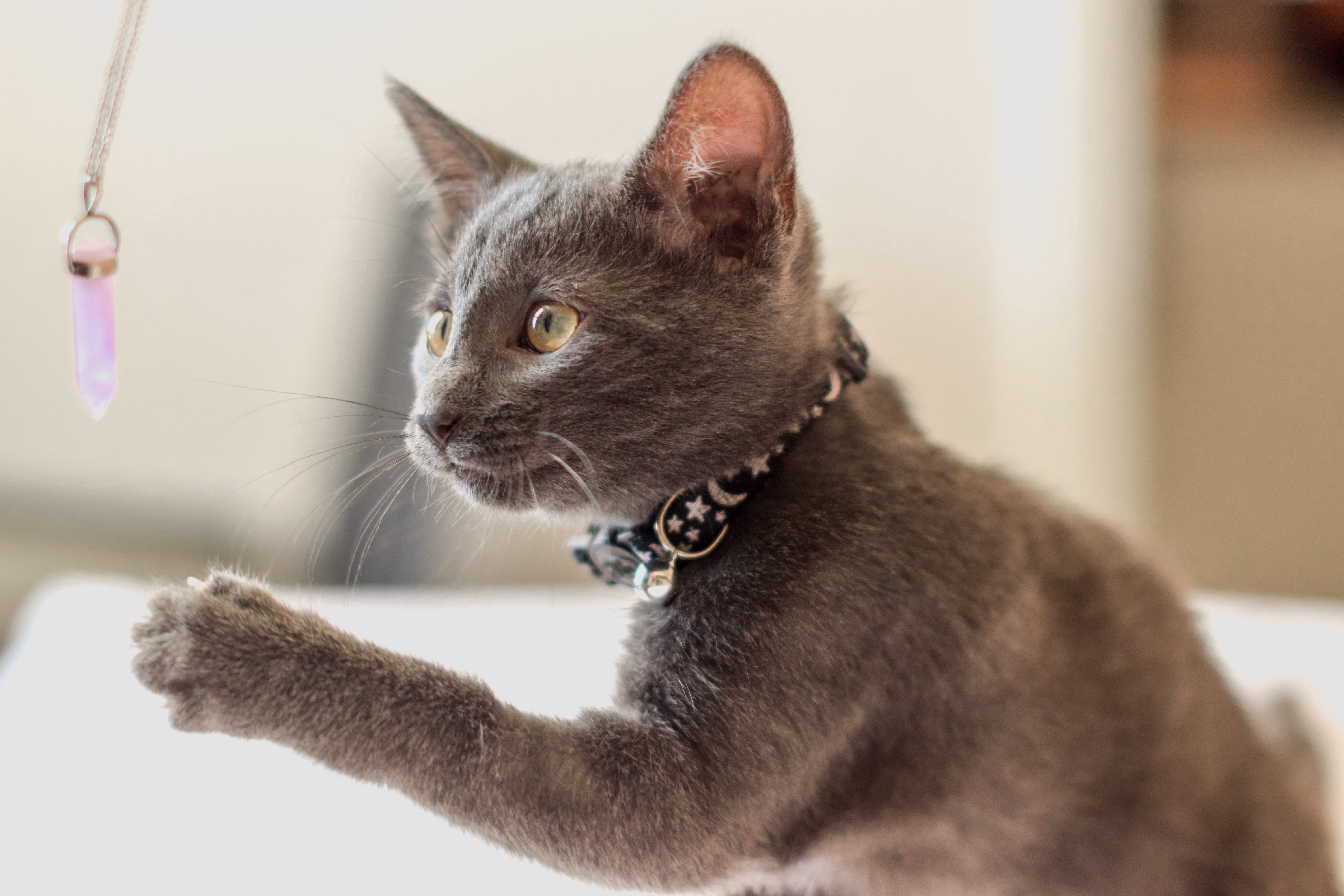 vertebrate, animal themes, animal eye, no people, cat toy, mammal, collar, 5K, animal, celestial, cat, feline, playing, pets, domestic, looking, domestic animals, HD Wallpaper