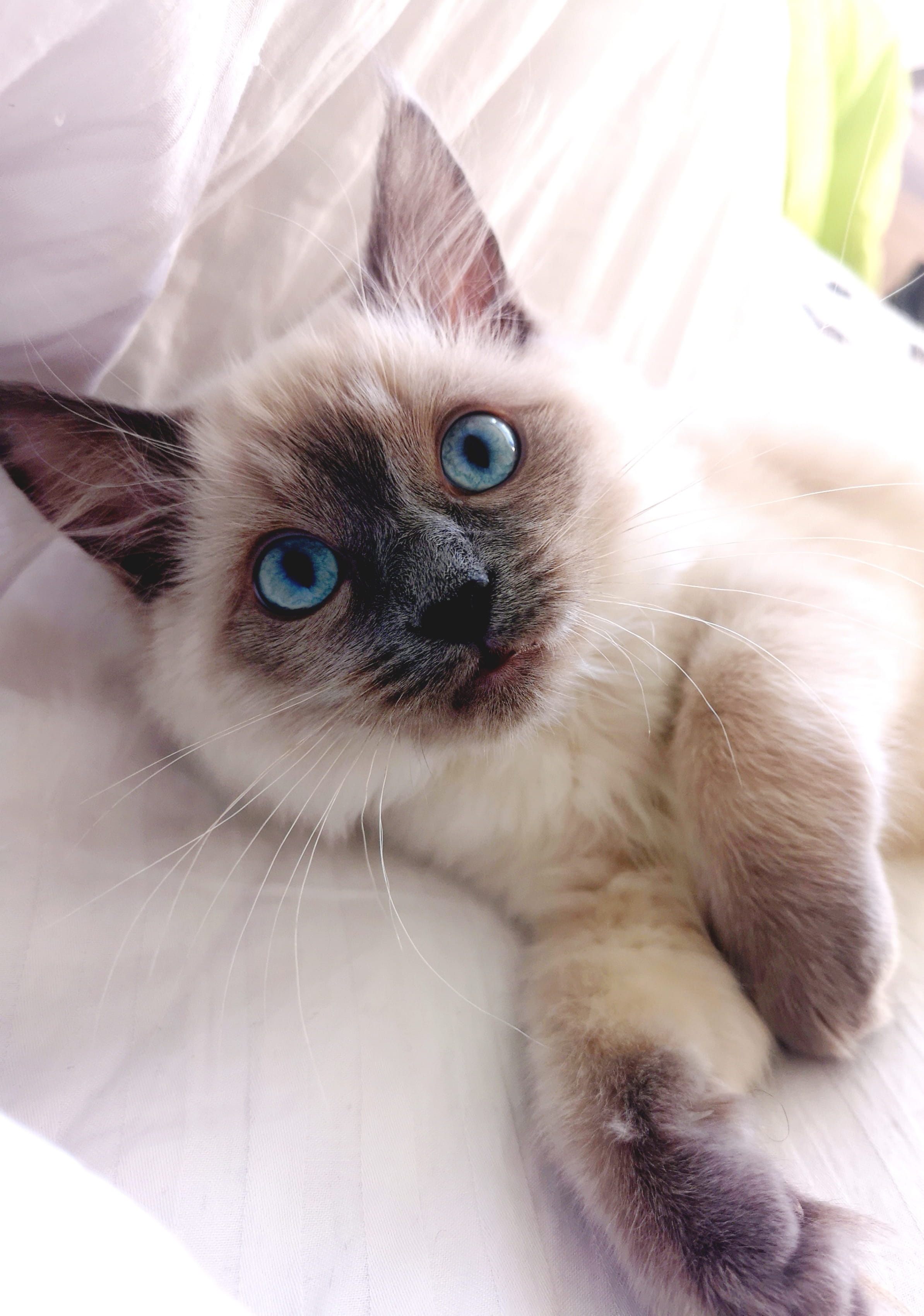 twickenham, looking at camera, united kingdom, doll, angora, kitten, ora, abyssinian, mammal, eye, veterinarian, animal eye, domestic cat, domestic, portrait, Phone HD Wallpaper