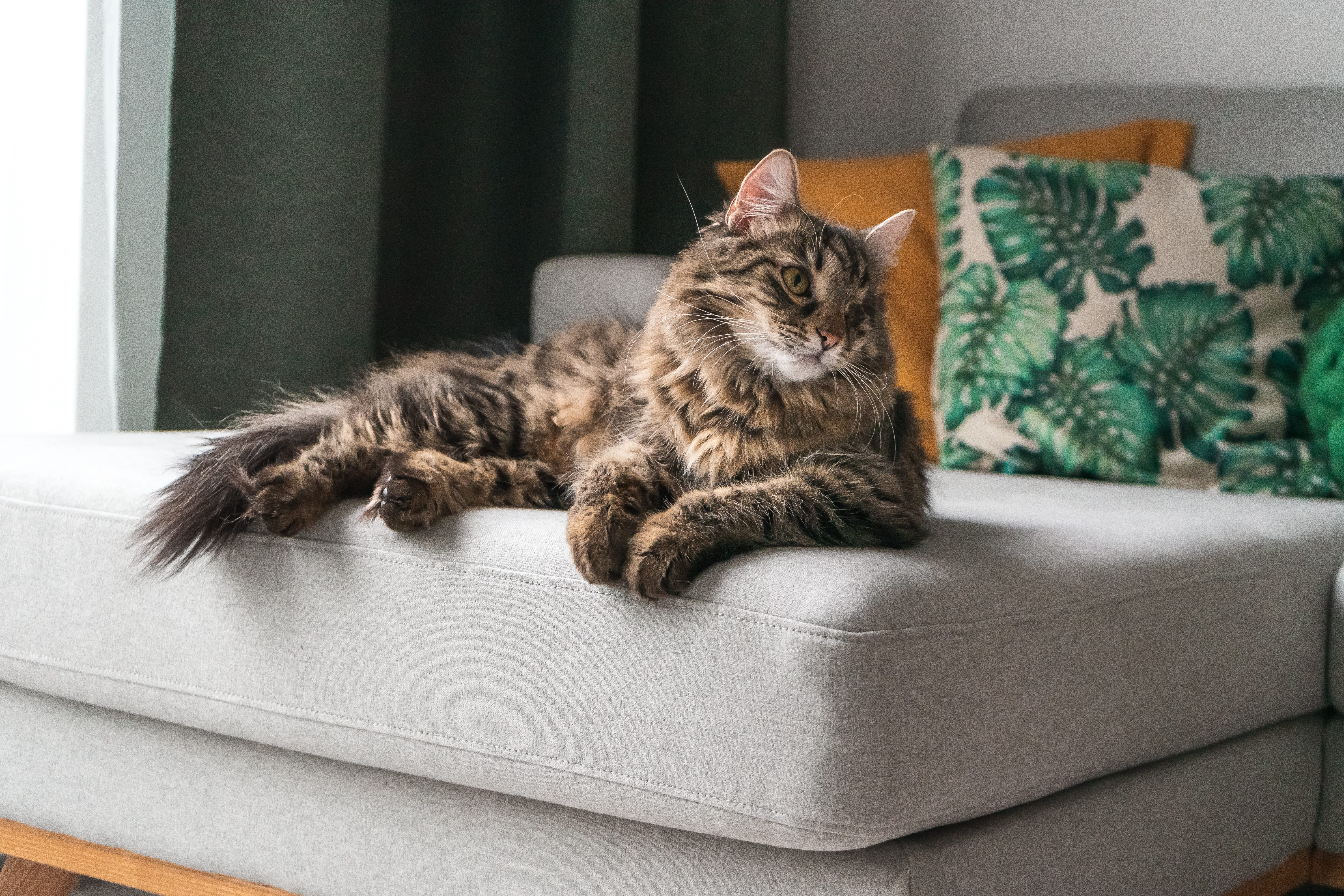 couch, vertebrate, brown, feline, domestic animals, home interior, cushion, armchair, tabby, 5K, one animal, focus on foreground, animal, kitten, home, HD Wallpaper