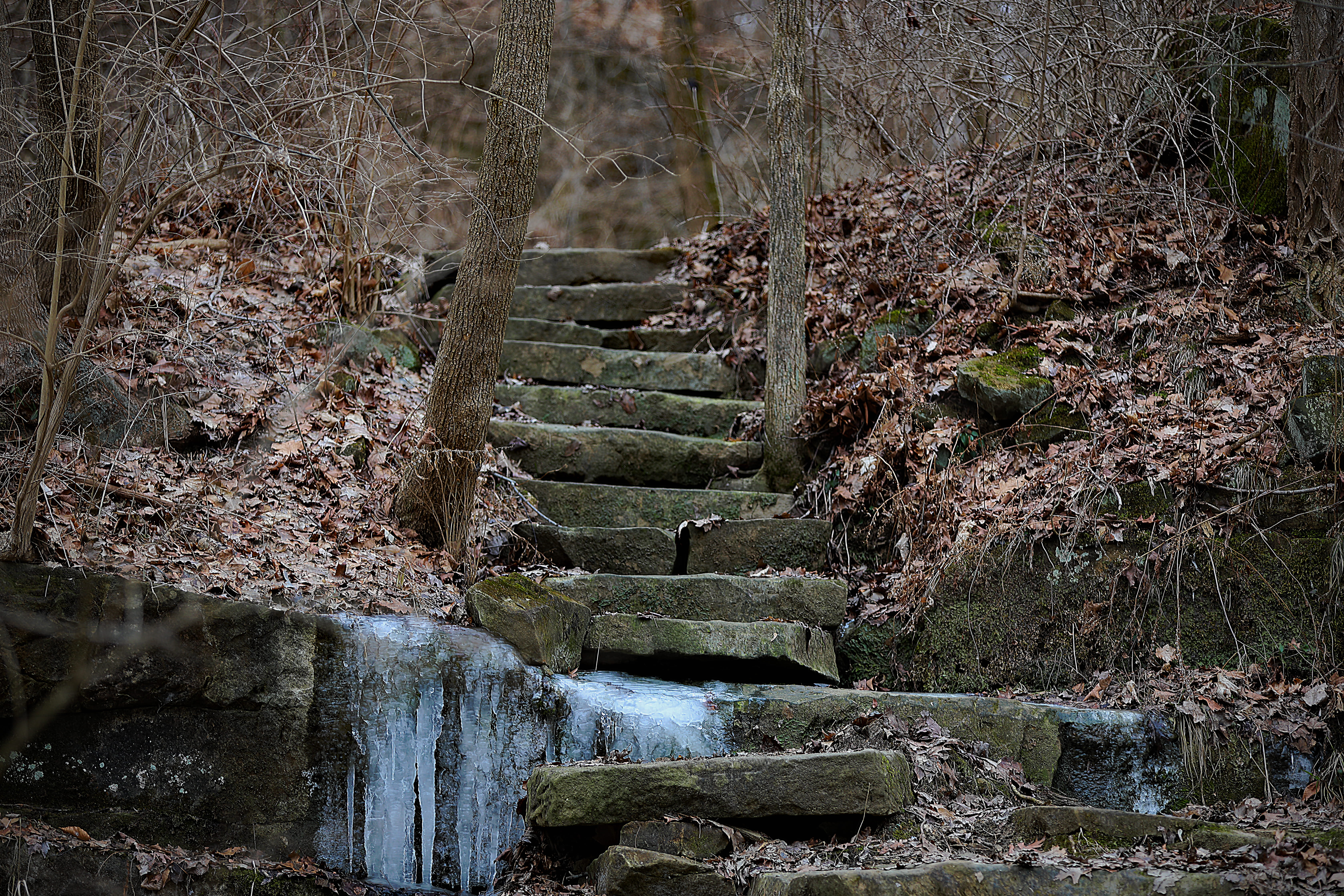 forest, no people, land, winter, water, outdoors, body, stream, stairs, ice, olmsted falls east river park, trees, tranquility, tree, staircase, surrounded, HD Wallpaper