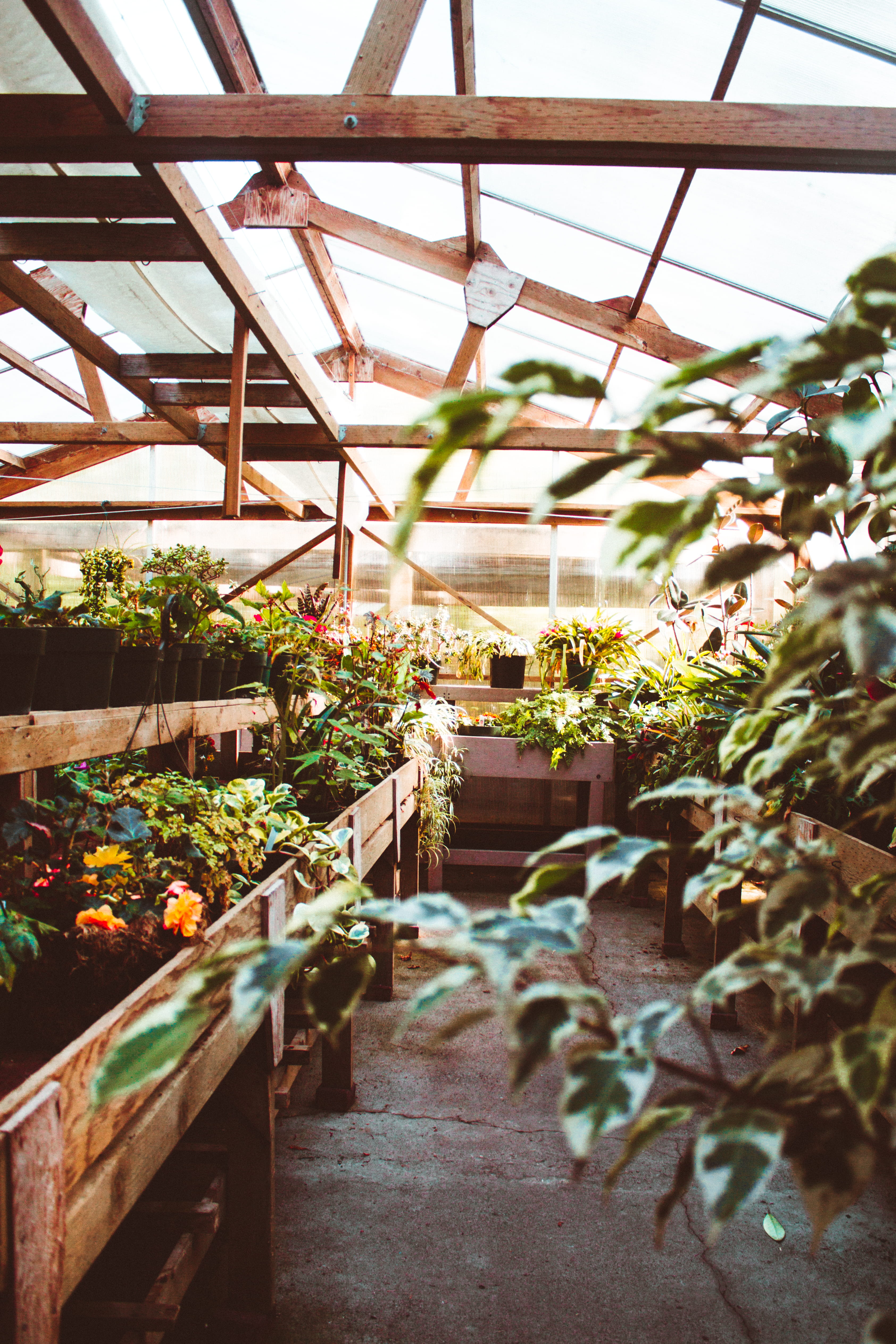 growth, canada, porch, flower, gardening, pergola, flowering plant, vase, plant part, plant, beauty in nature, day, plant nursery, photo, no people, daytime, Phone HD Wallpaper