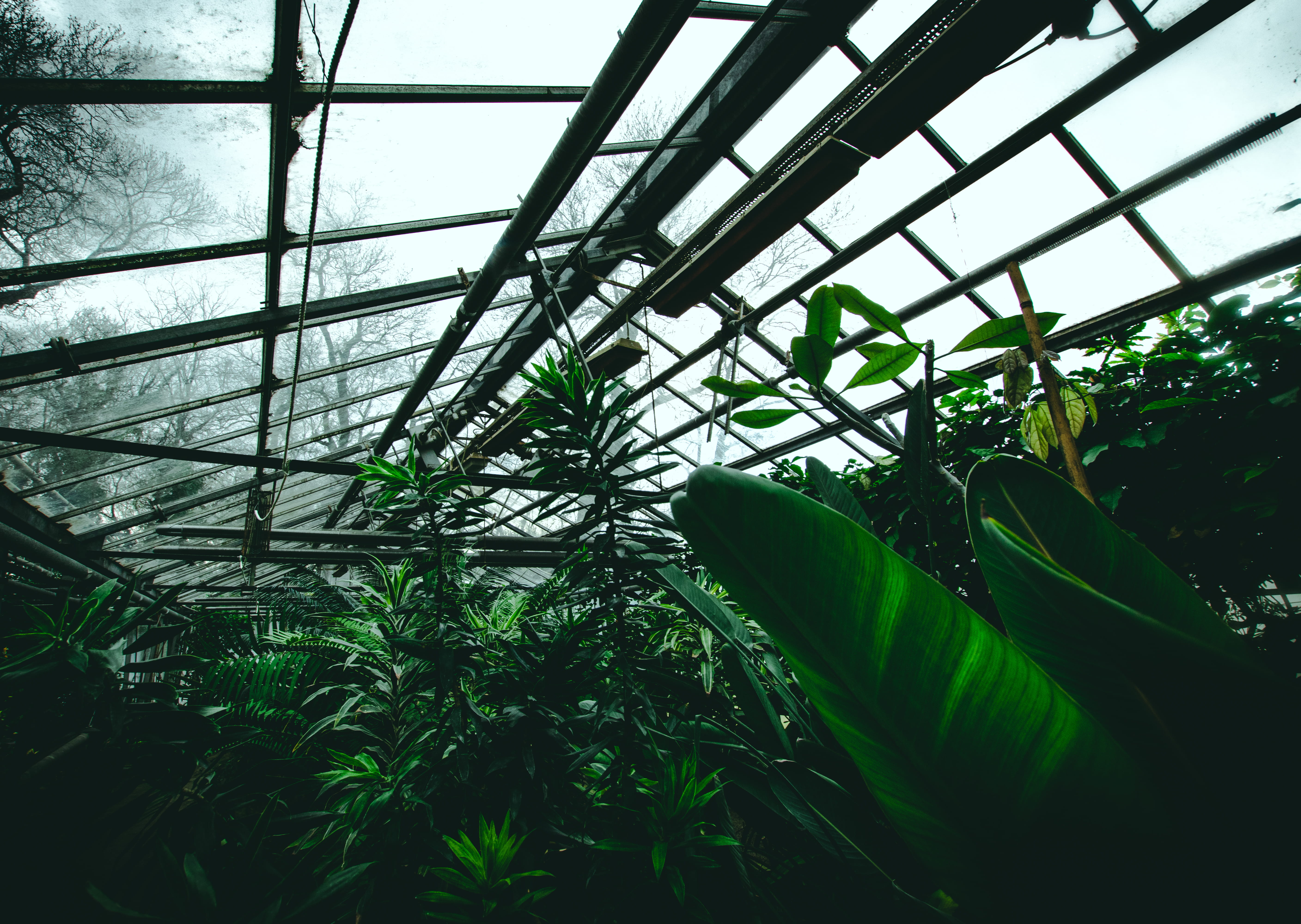 botany, outdoors, sunlight, land, 5K, nature, growth, moss, day, ceiling, window, plant nursery, field, agriculture, patio, vegetation, beauty in nature, HD Wallpaper