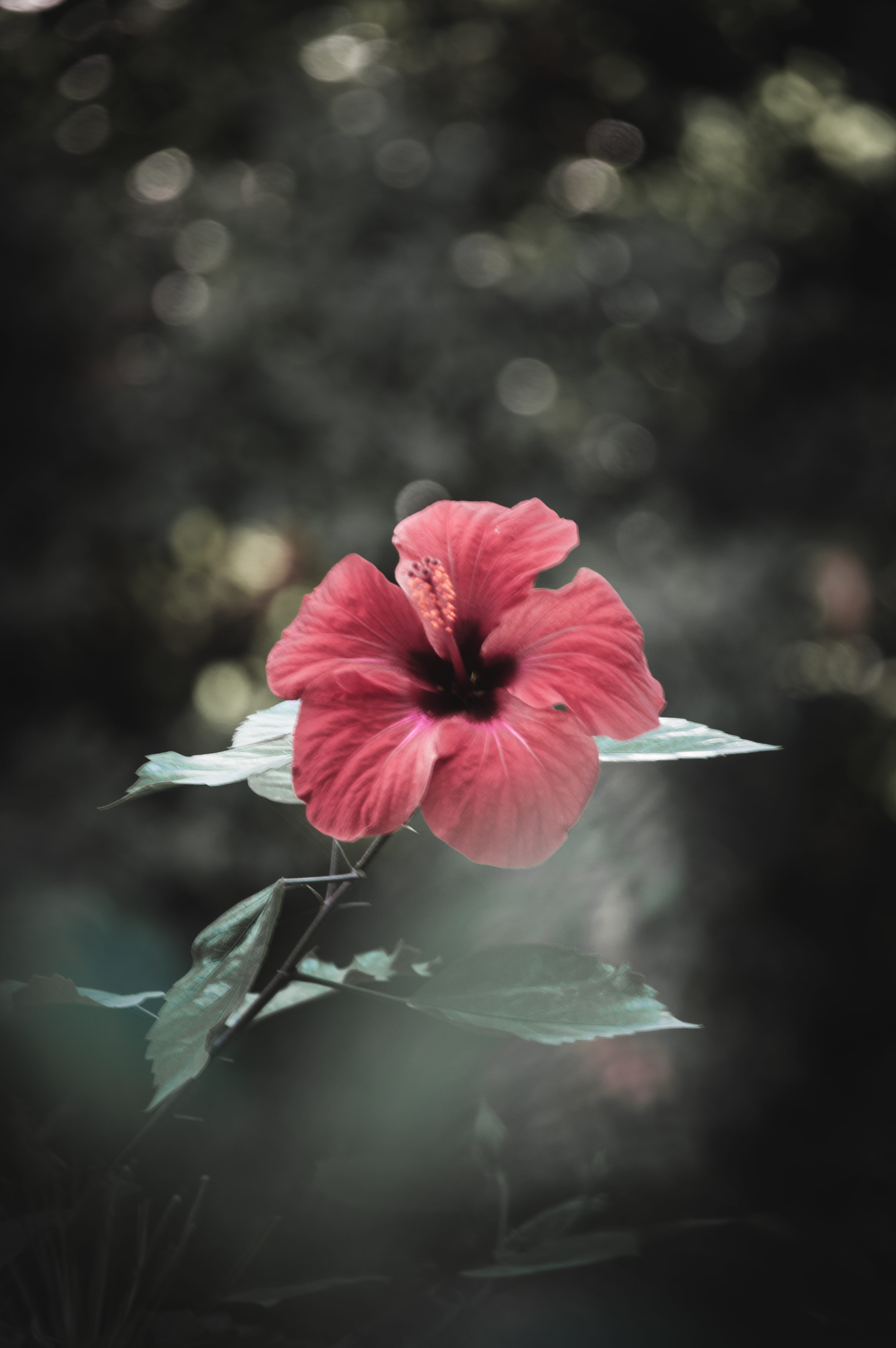 beauty in nature, petal, day, greece, athina, freshness, flower, flowering plant, focus on foreground, inflorescence, outdoors, flower head, close-up, national garden, Phone HD Wallpaper