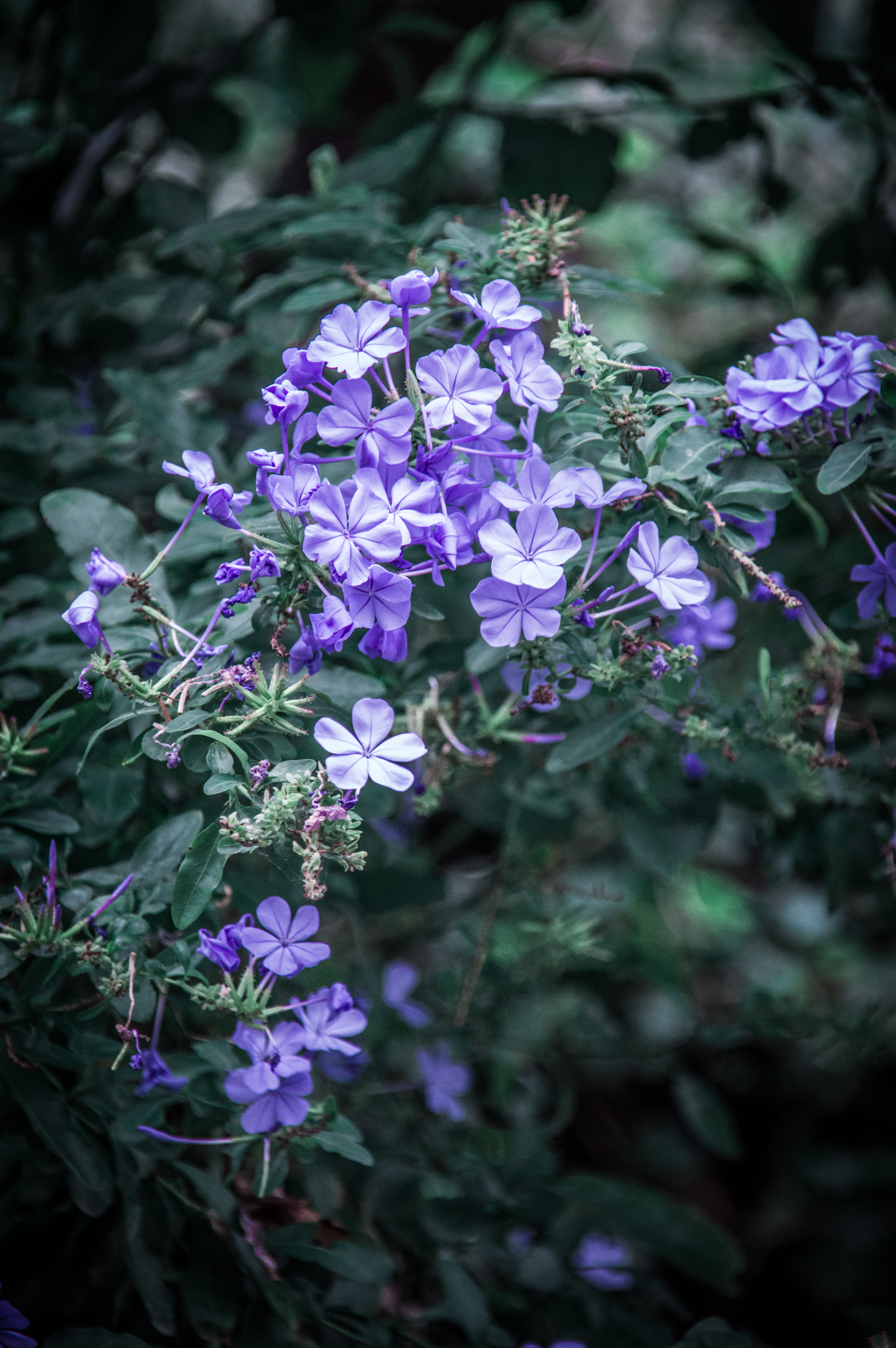 nature, springtime, 5K, no people, selective focus, greece, beauty in nature, lilac, purple, plant, petal, fragility, anafiotika, flower head, freshness, Phone HD Wallpaper