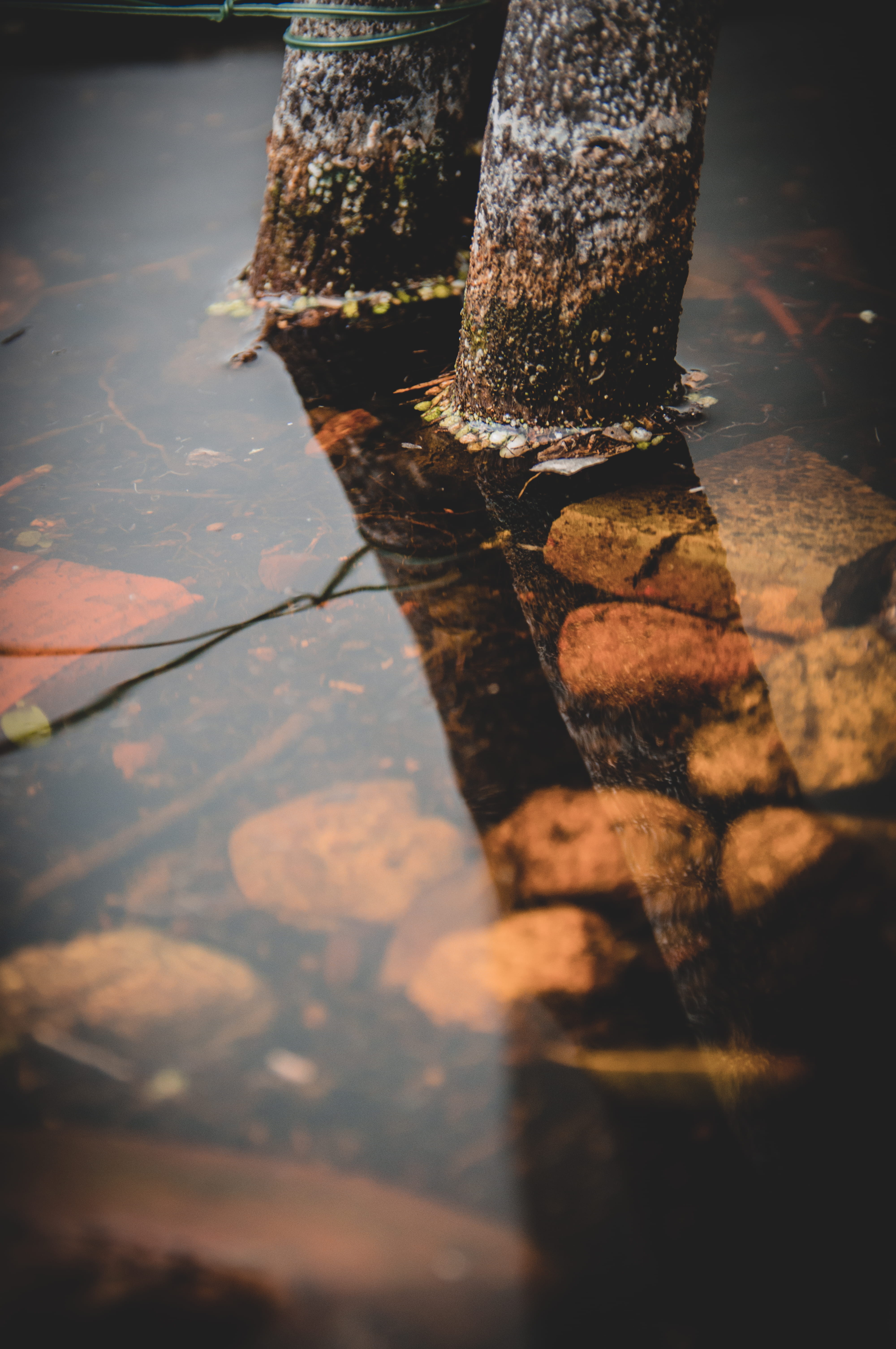 reflection, flagstone, no people, soil, greece, tree trunk, rock, rust, water, pavement, outdoors, day, sunlight, weathered, trunk, footpath, path, close-up, Phone HD Wallpaper