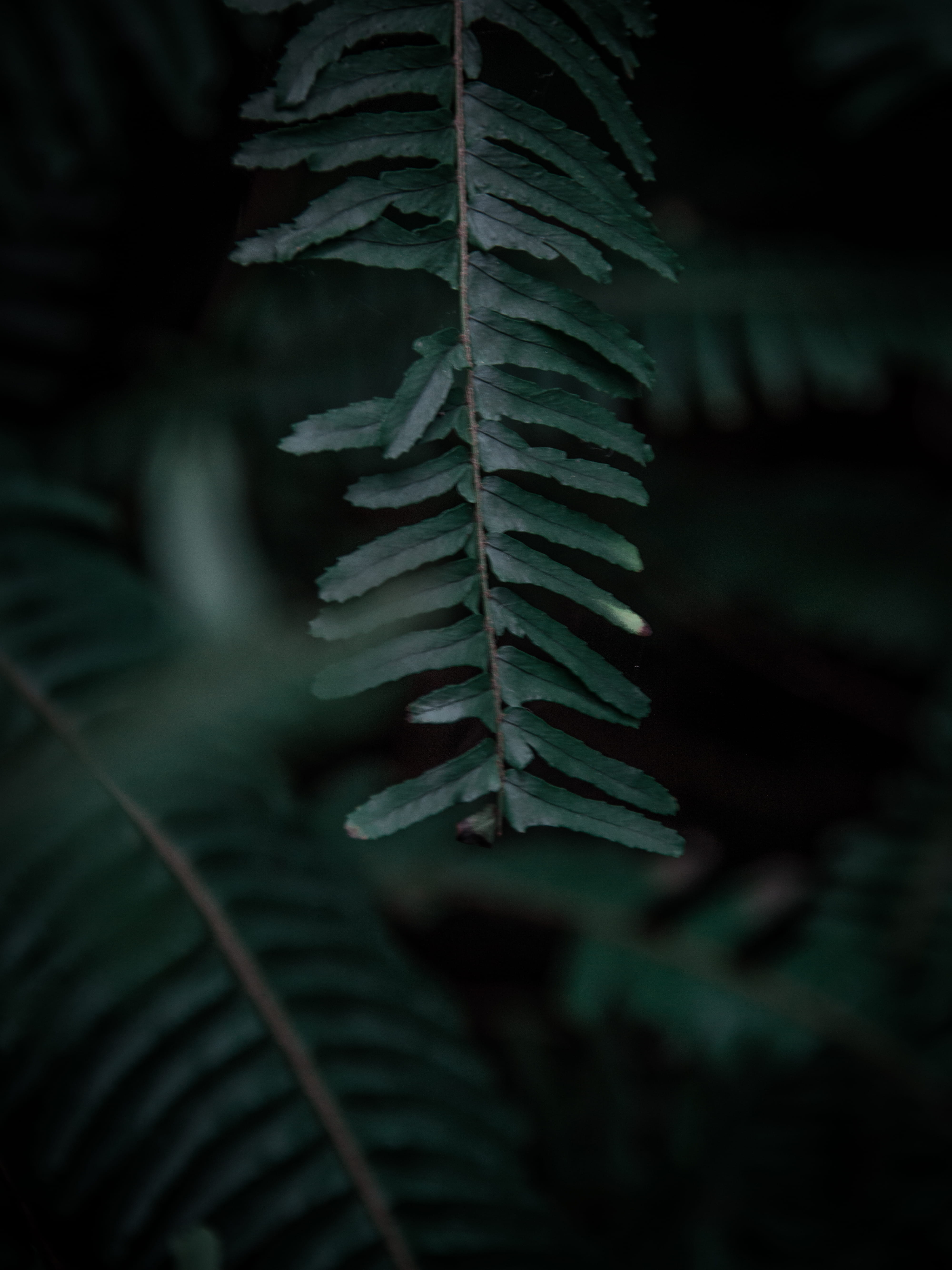 leaf, plant part, athina, no people, close-up, tree, palm leaf, focus on foreground, pine tree, fern, green color, land, natural pattern, fir tree, outdoors, Phone HD Wallpaper