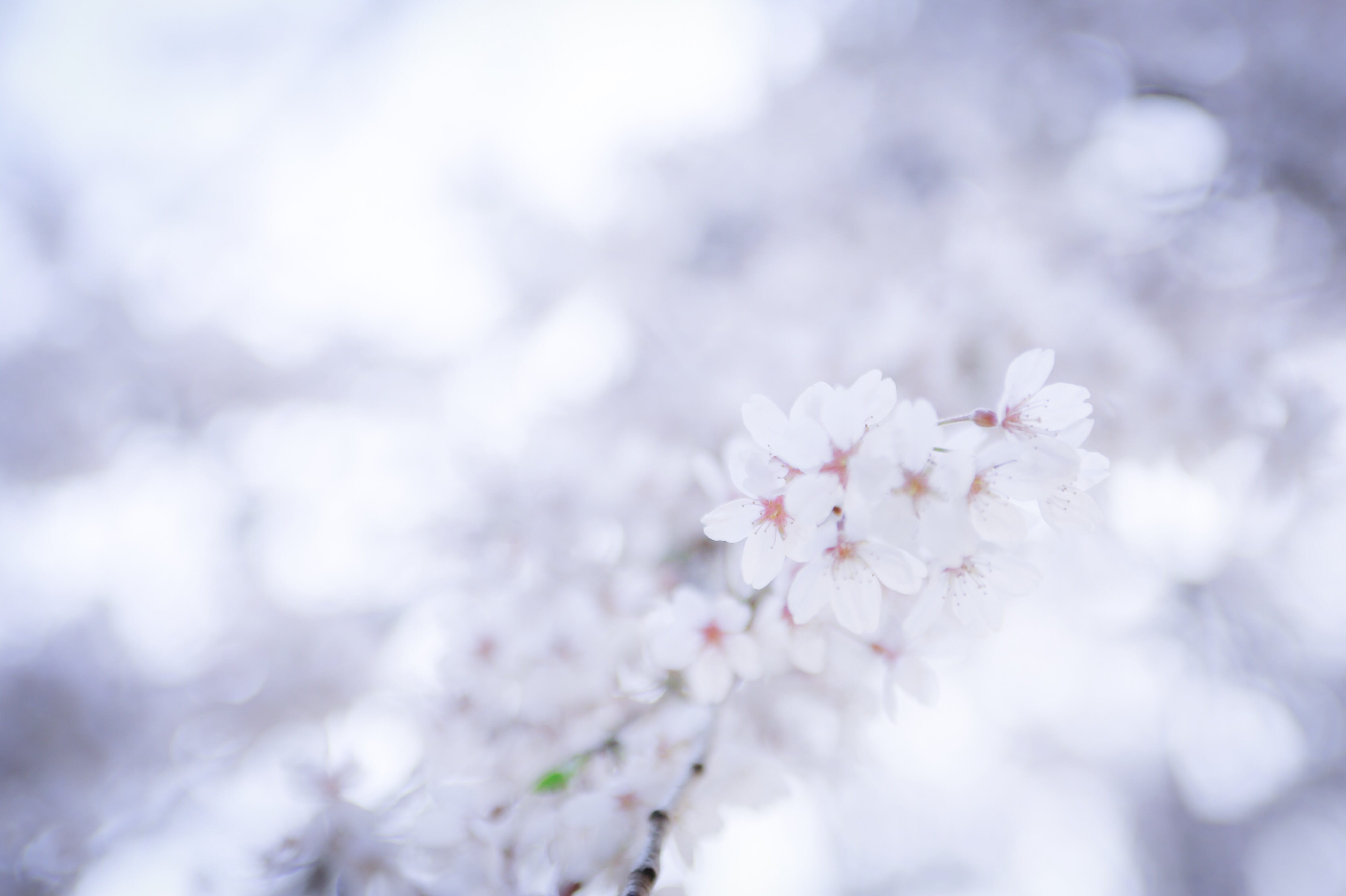hamamatsu, silence, cherry blossom, day, flower head, japan, beauty in nature, magichour, plant, sakura, cherry tree, botany, tranquility, close-up, nature, HD Wallpaper